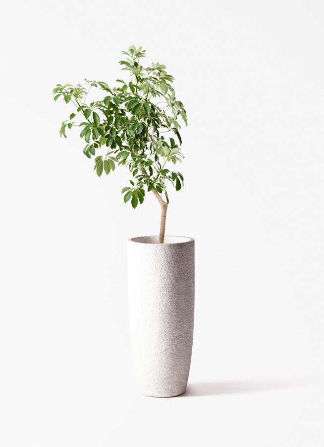 観葉植物 オリーブの木 8号 コラティーナ (コラチナ) エコストーン