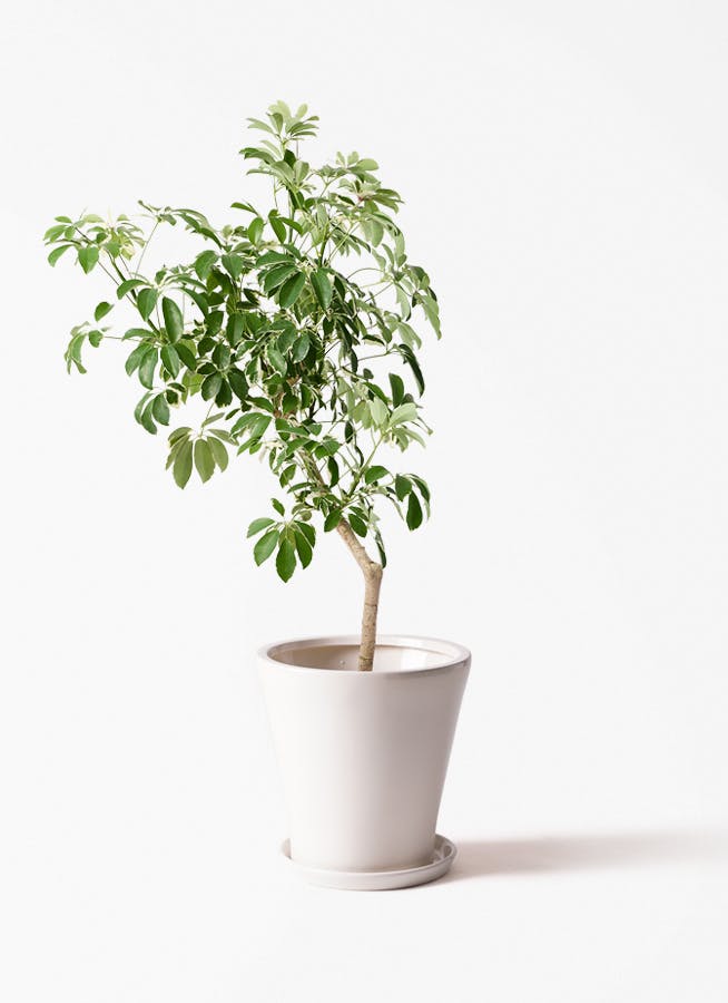 観葉植物 オリーブの木 8号 ピクアル サブリナ 白 付き | 観葉植物なら