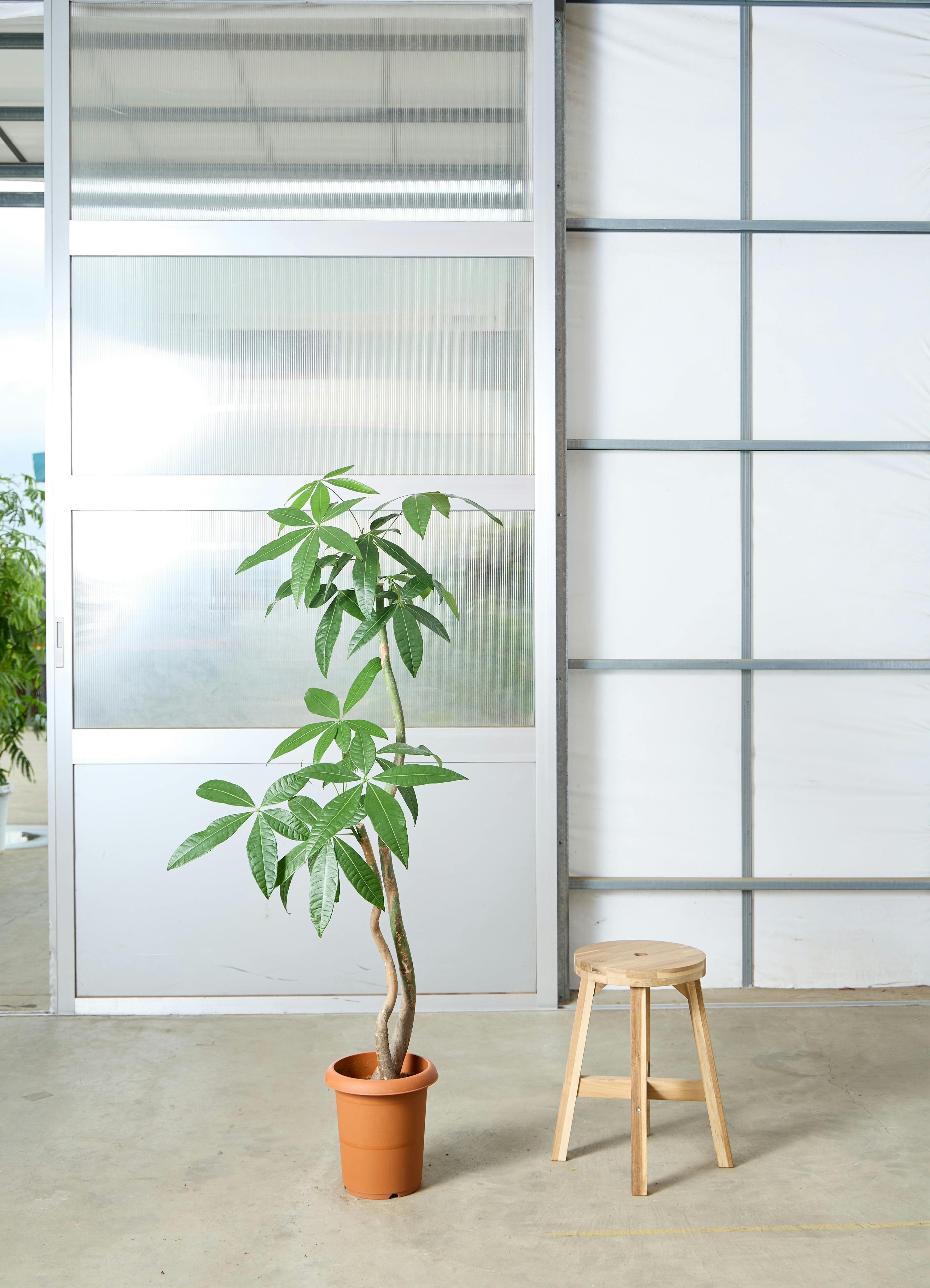 パキラ 8号 | 観葉植物の通販ならHitoHana（ひとはな）