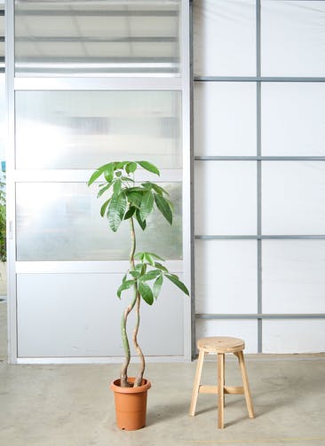観葉植物 パキラ 8号 実生（みしょう） プラスチック鉢 | 観葉植物なら