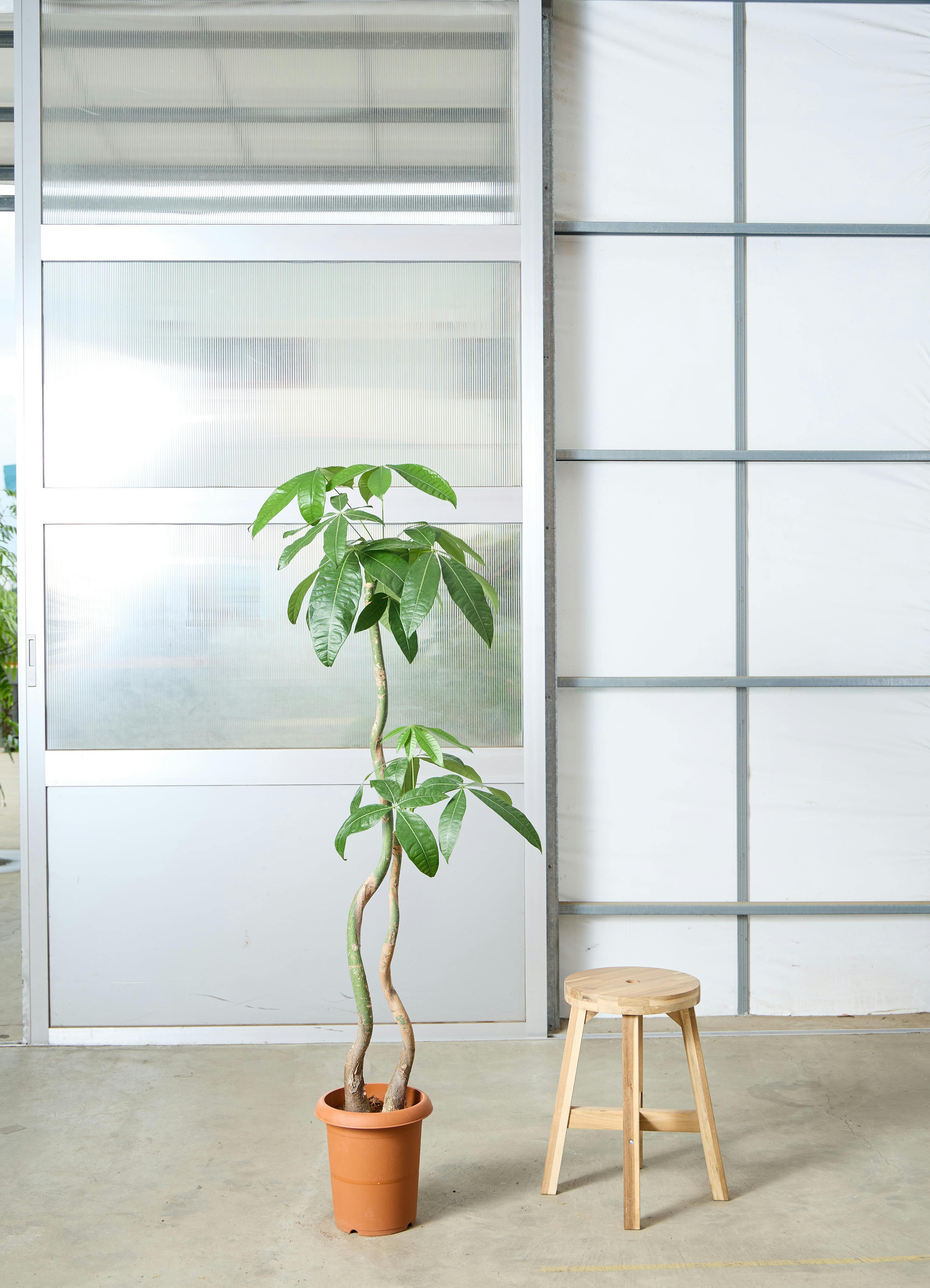 パキラ 8号 | 観葉植物の通販ならHitoHana（ひとはな）