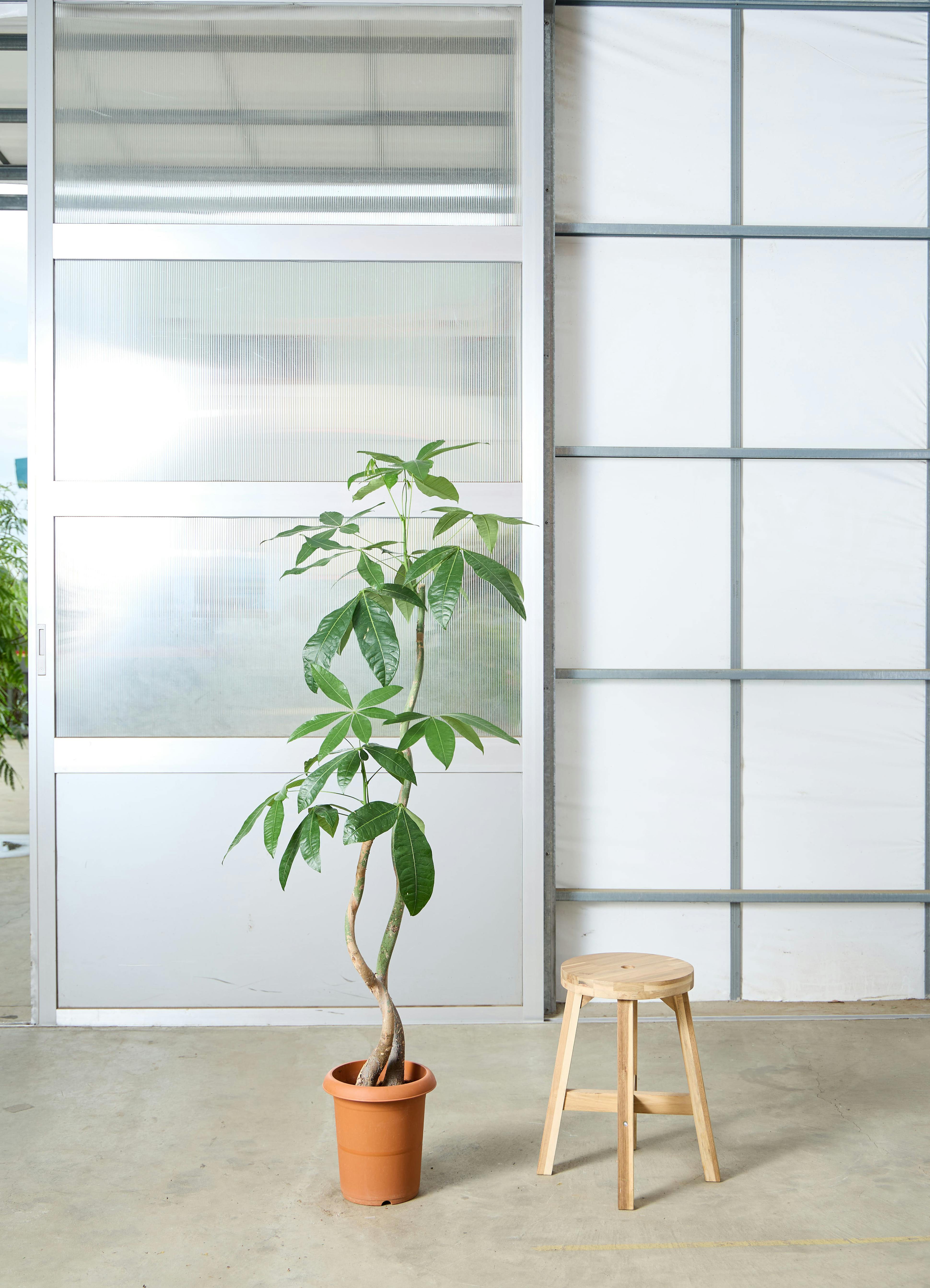 パキラ 8号 | 観葉植物の通販ならHitoHana（ひとはな）