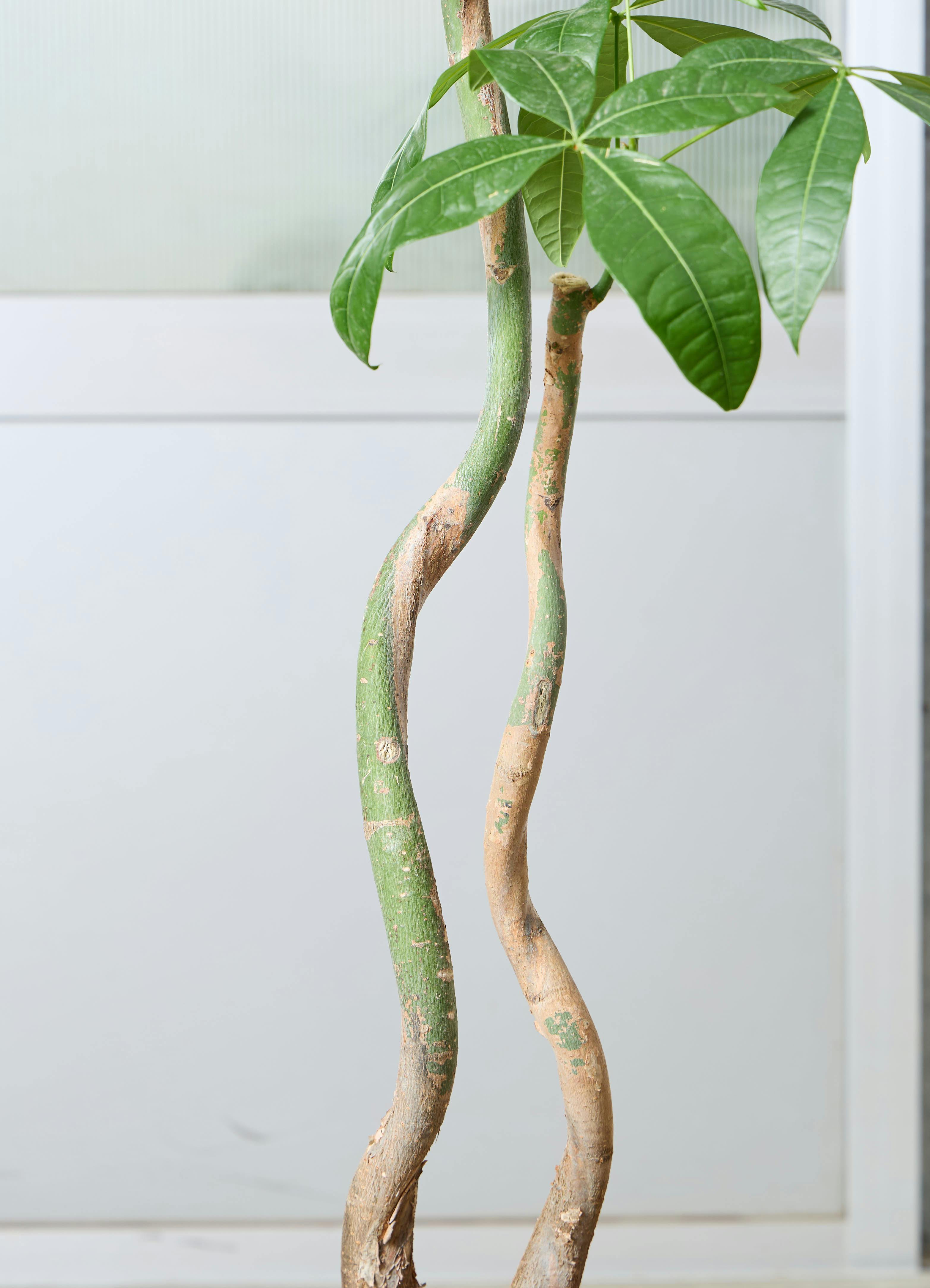 観葉植物 パキラ 【155cm】 8号 2本立ち #72646 | 観葉植物なら