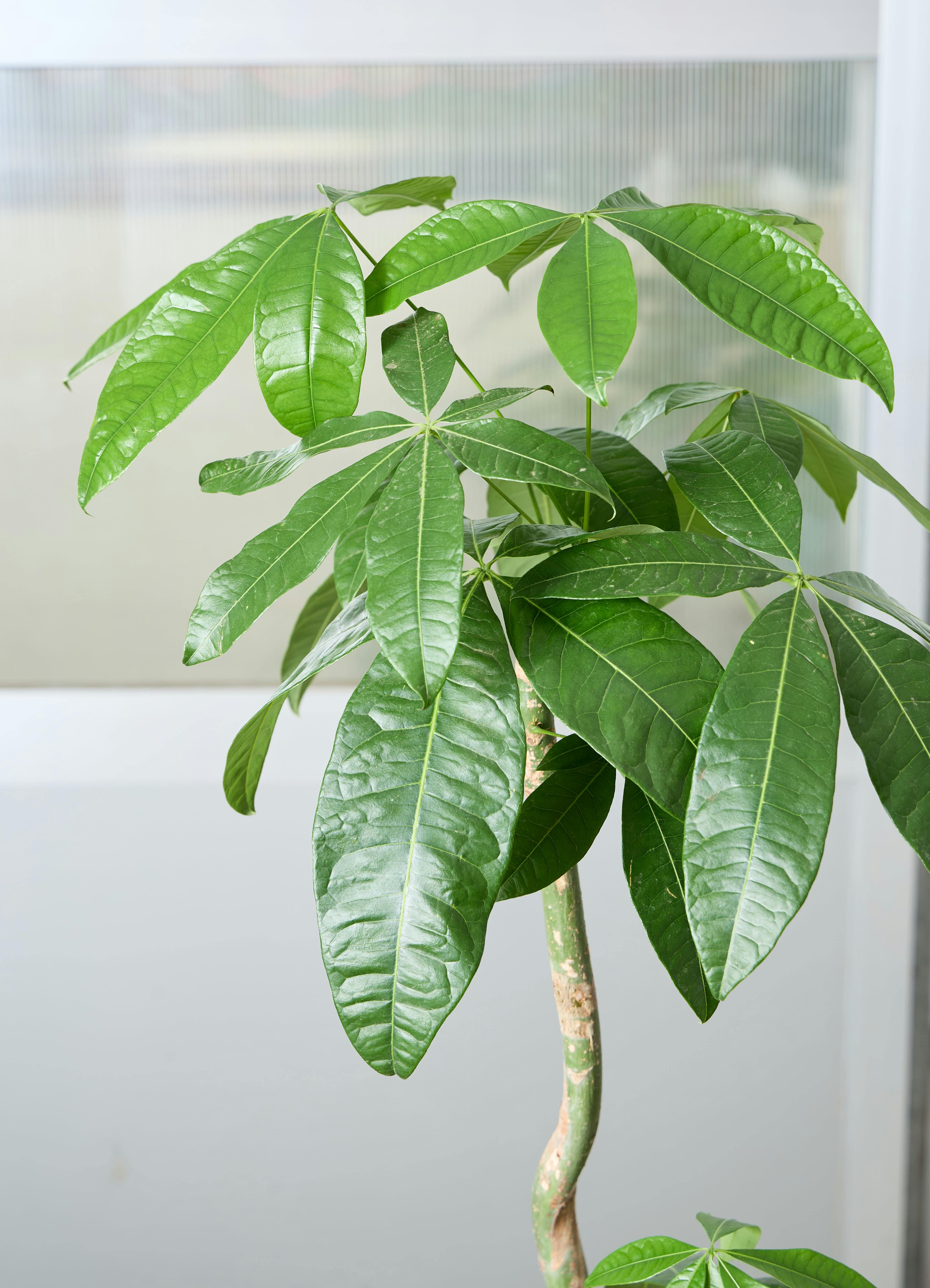 観葉植物 パキラ 【155cm】 8号 2本立ち #72646 | 観葉植物なら