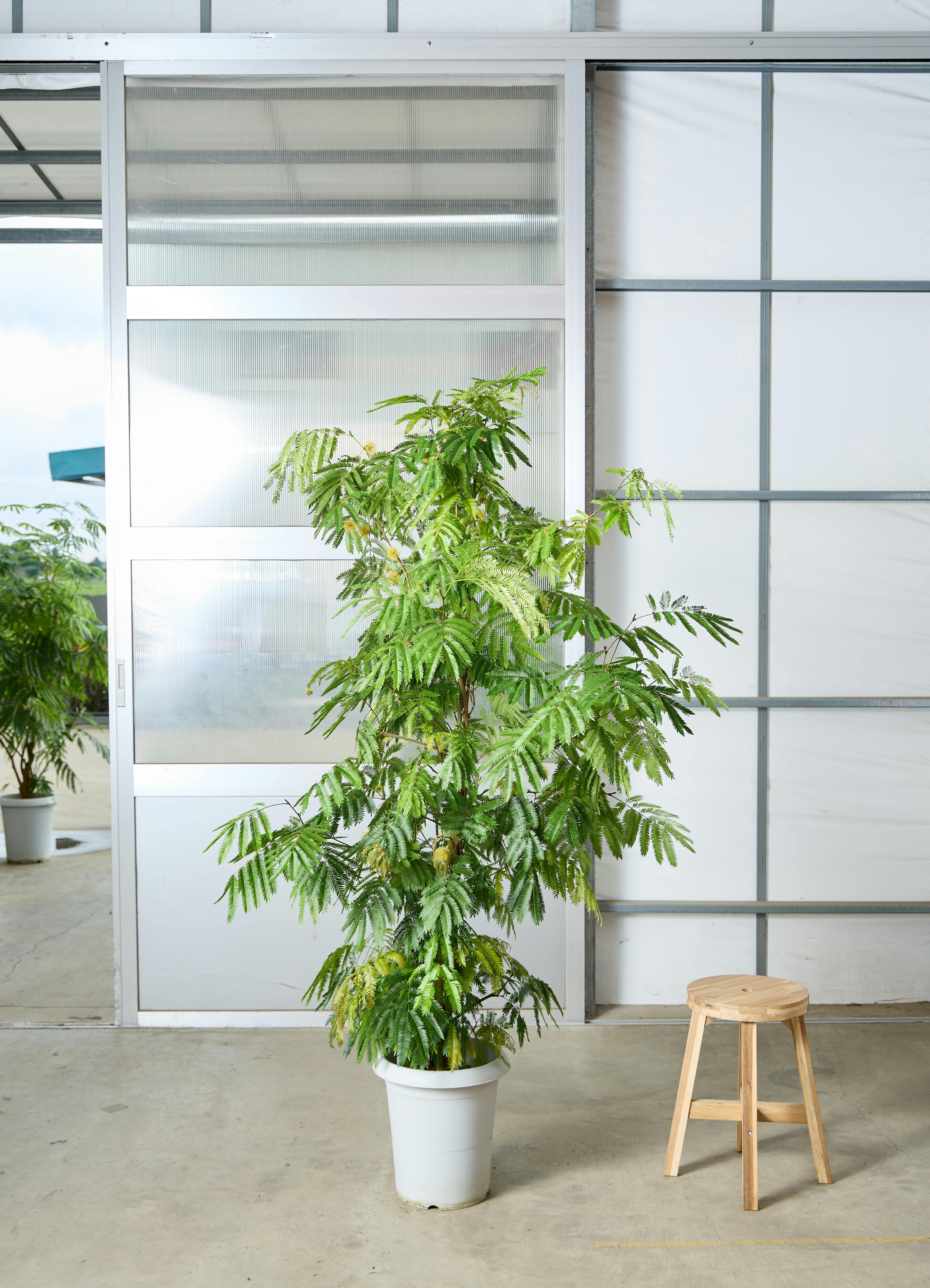 観葉植物 エバーフレッシュ 【200cm】 10号 ねじり #72651 ※1都3県配送