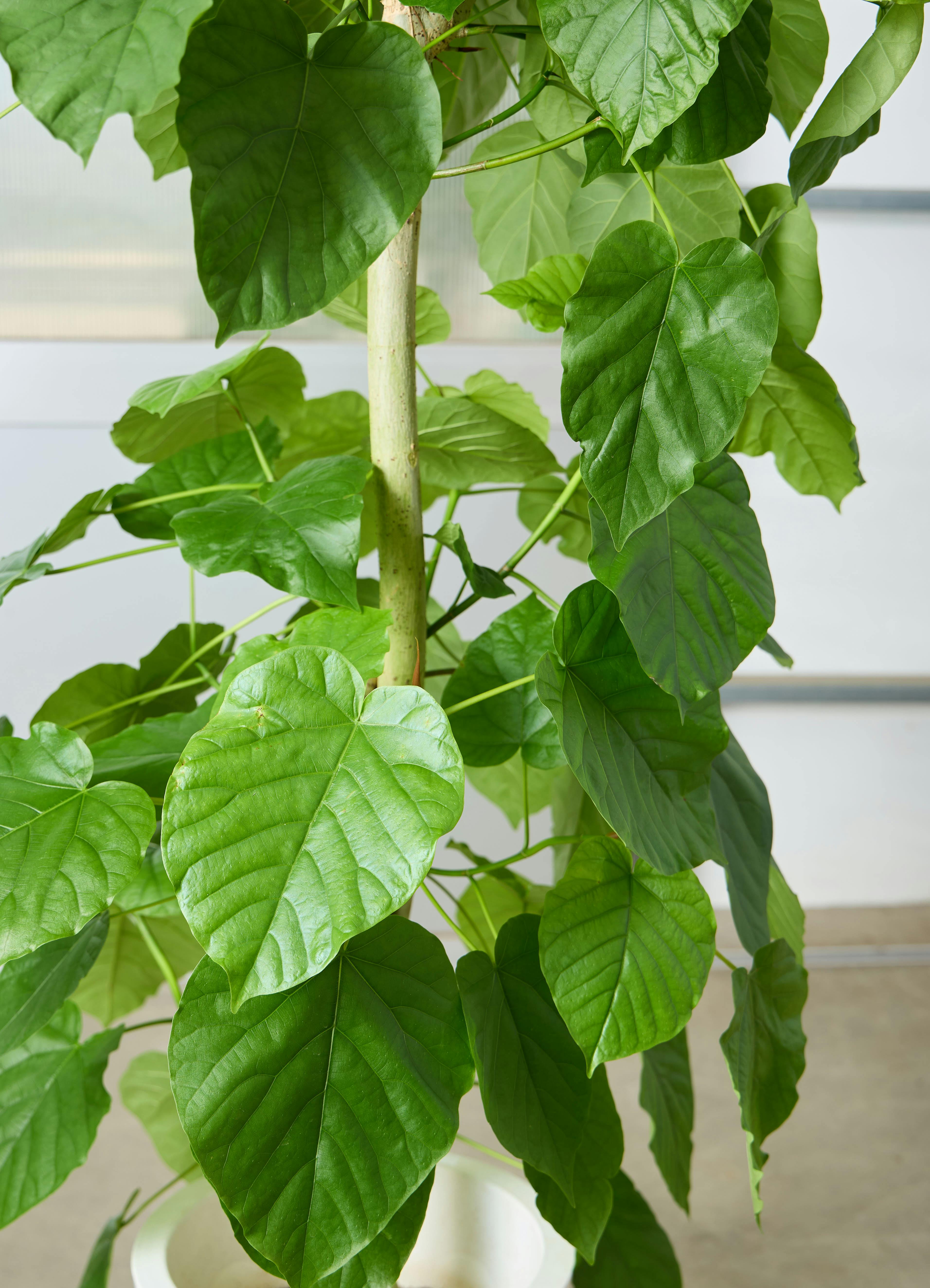 観葉植物 フィカス ウンベラータ 【180cm】 10号 ねじり #72657 ※1都3