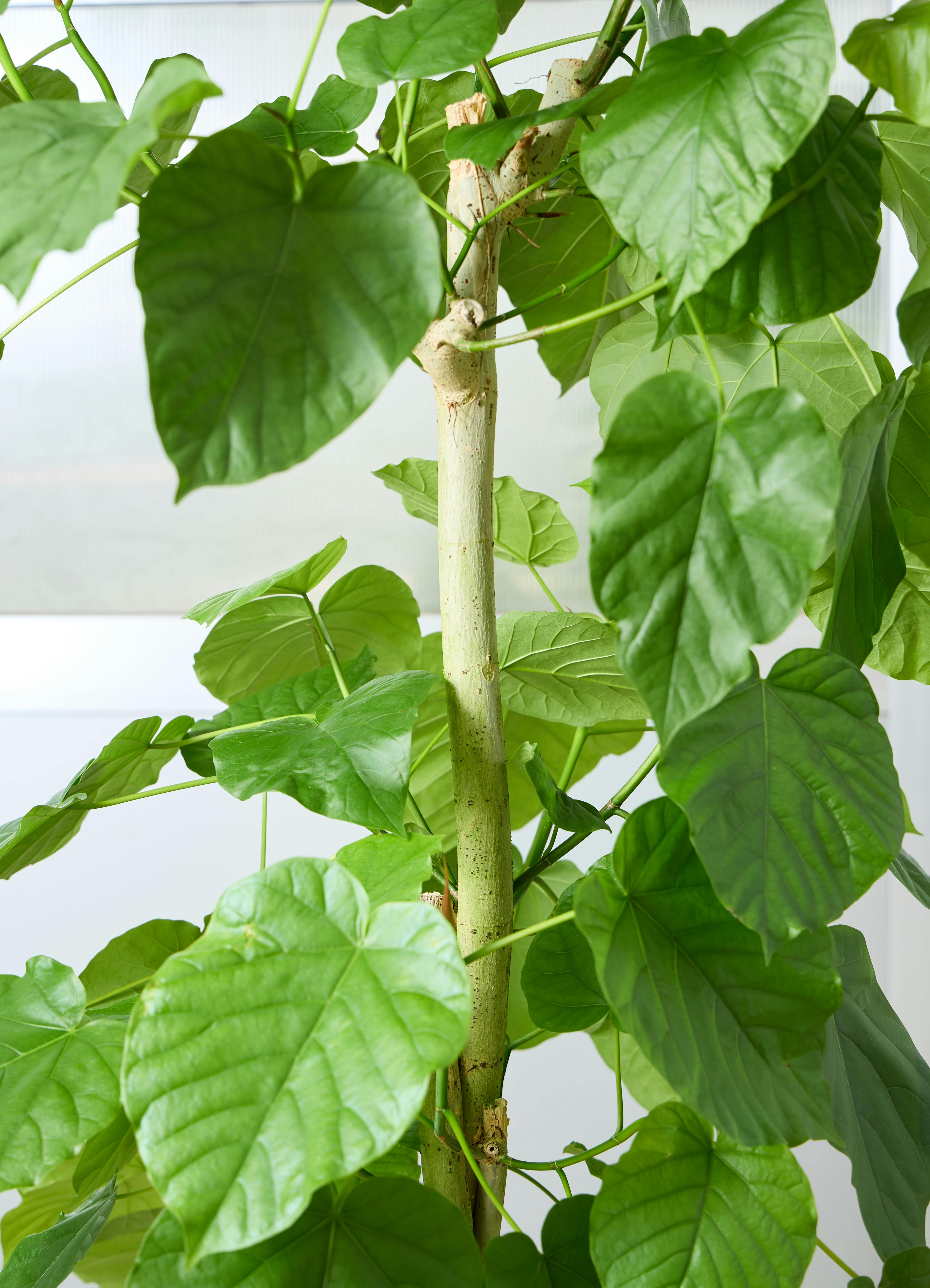 観葉植物 フィカス ウンベラータ 【180cm】 10号 ねじり #72657 ※1都3