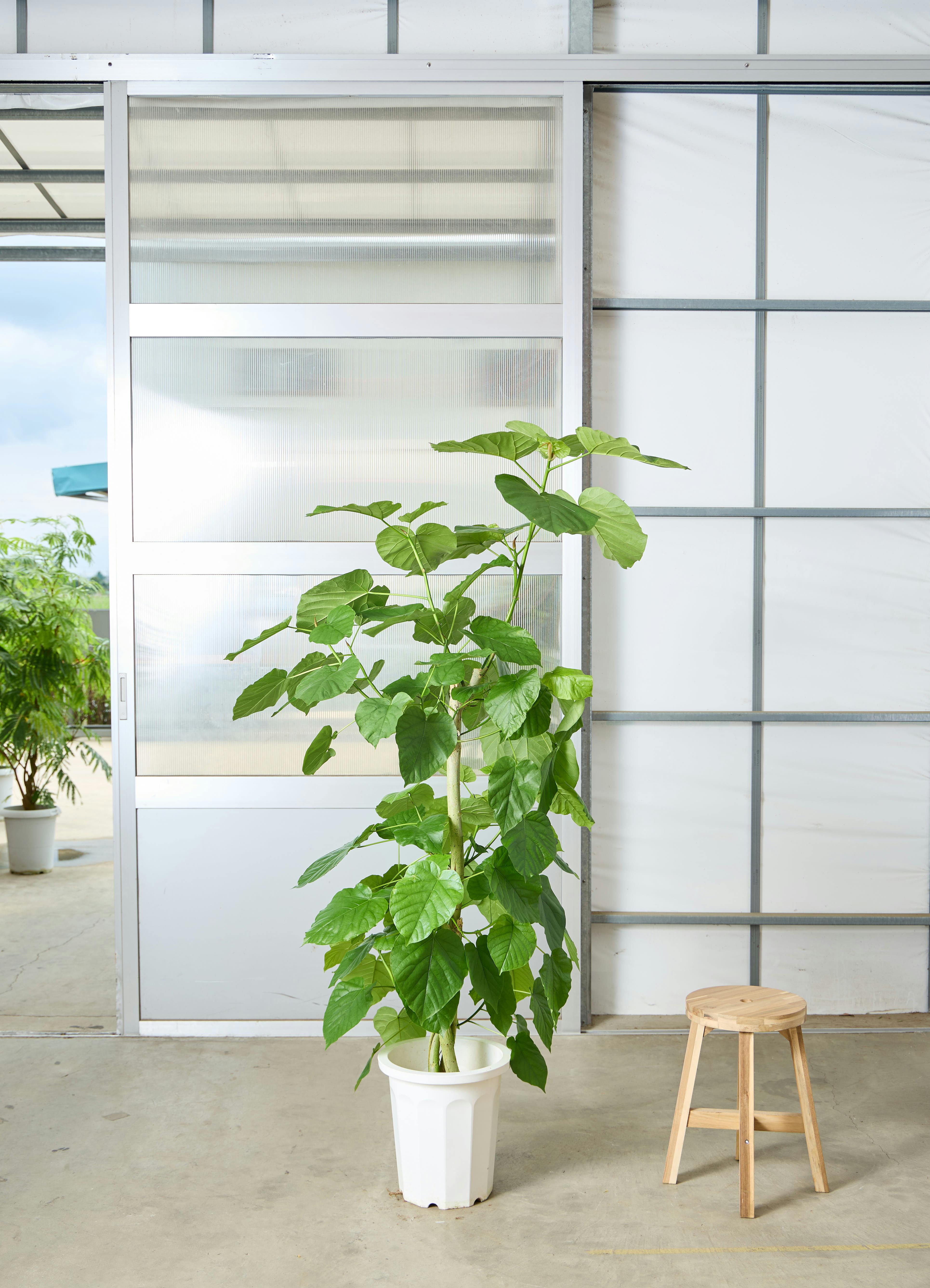 観葉植物 フィカス ウンベラータ 【180cm】 10号 ねじり #72657 ※1都3