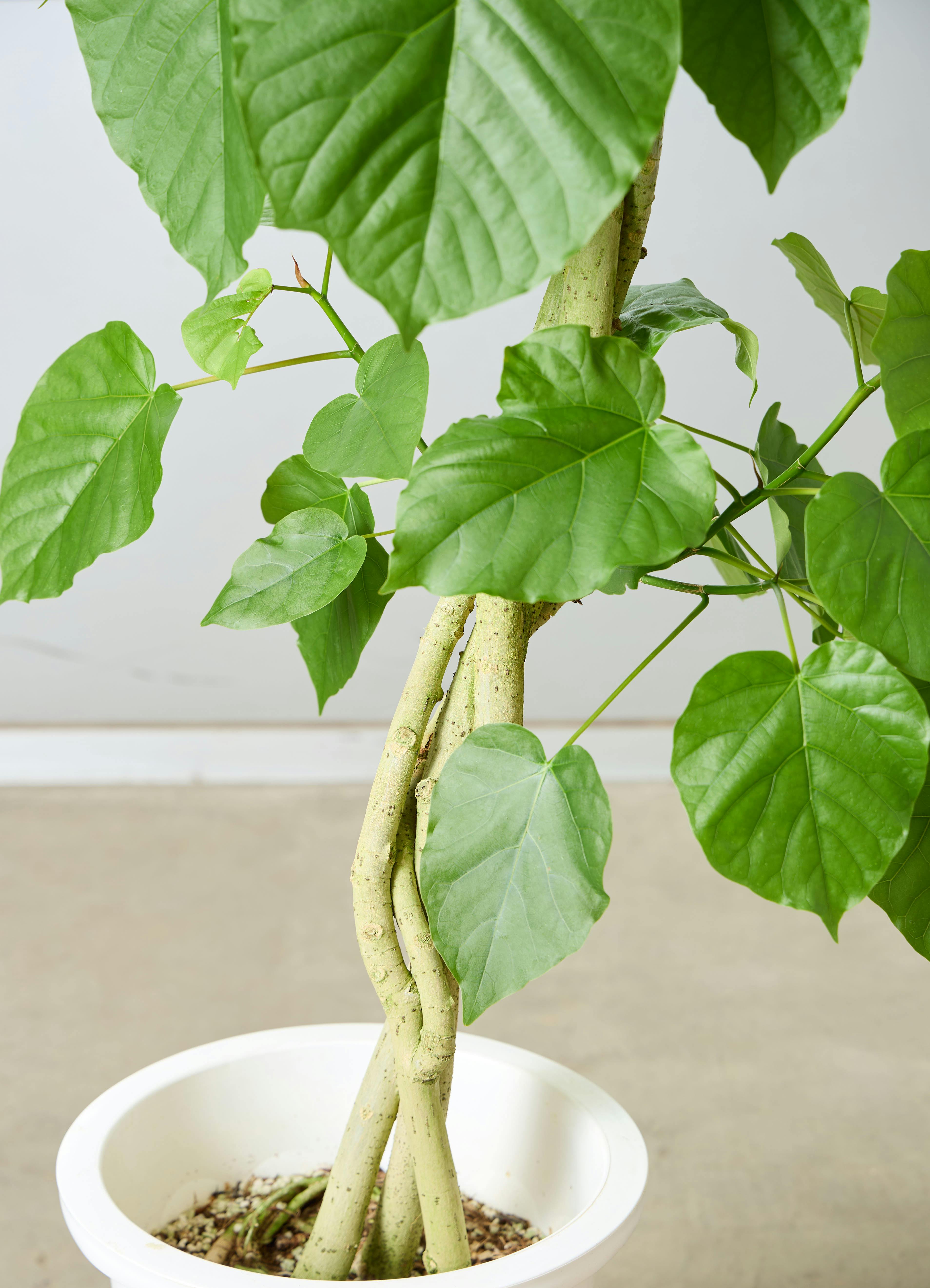 螺旋状フィカス・ウンベラータ 10号　170センチ　現品 観葉植物 フィカス ウンベラータ 【170cm】 10号 ねじり #72656 ※1都3