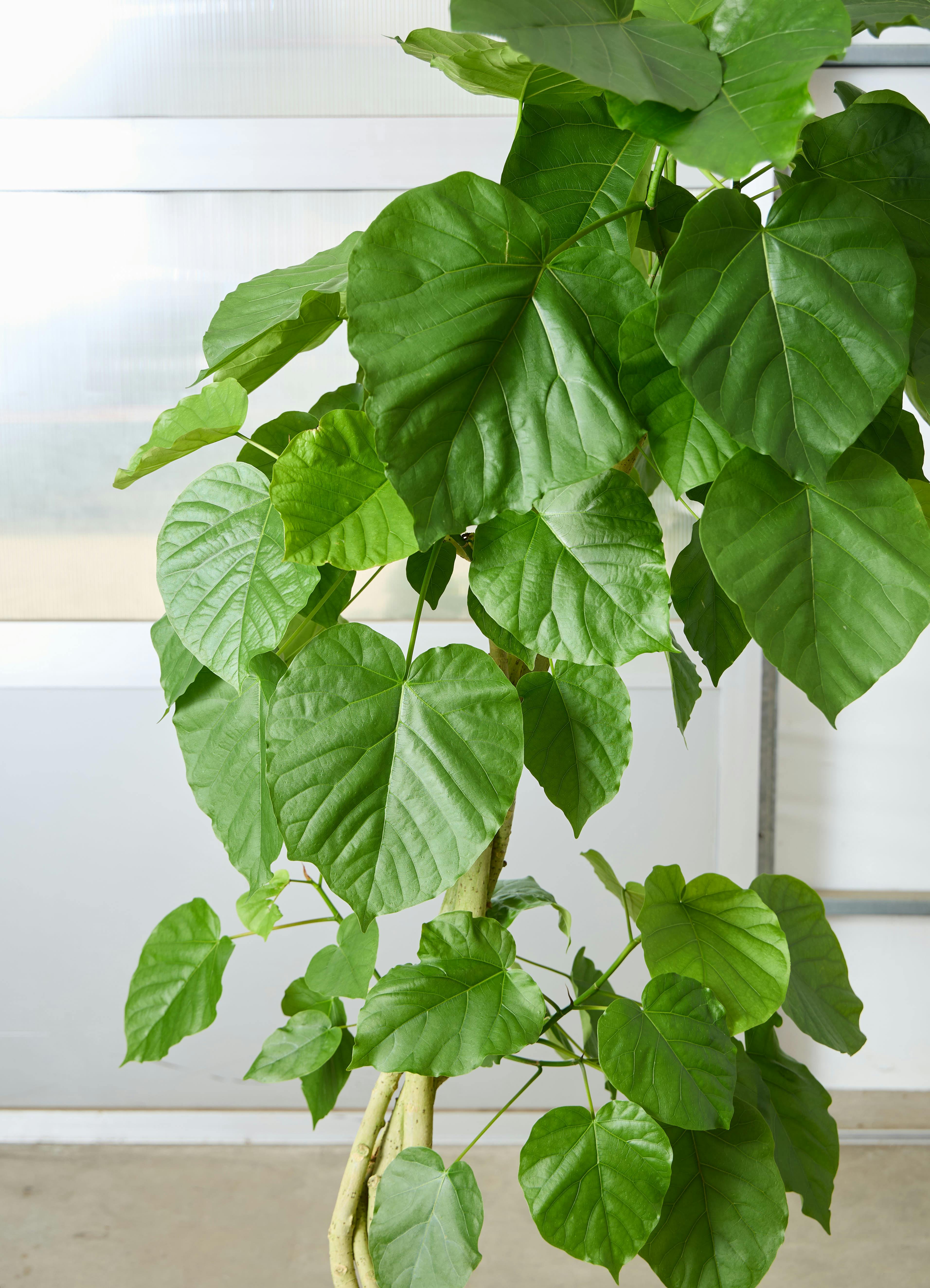 観葉植物 フィカス ウンベラータ 【170cm】 10号 ねじり #72656 ※1都3