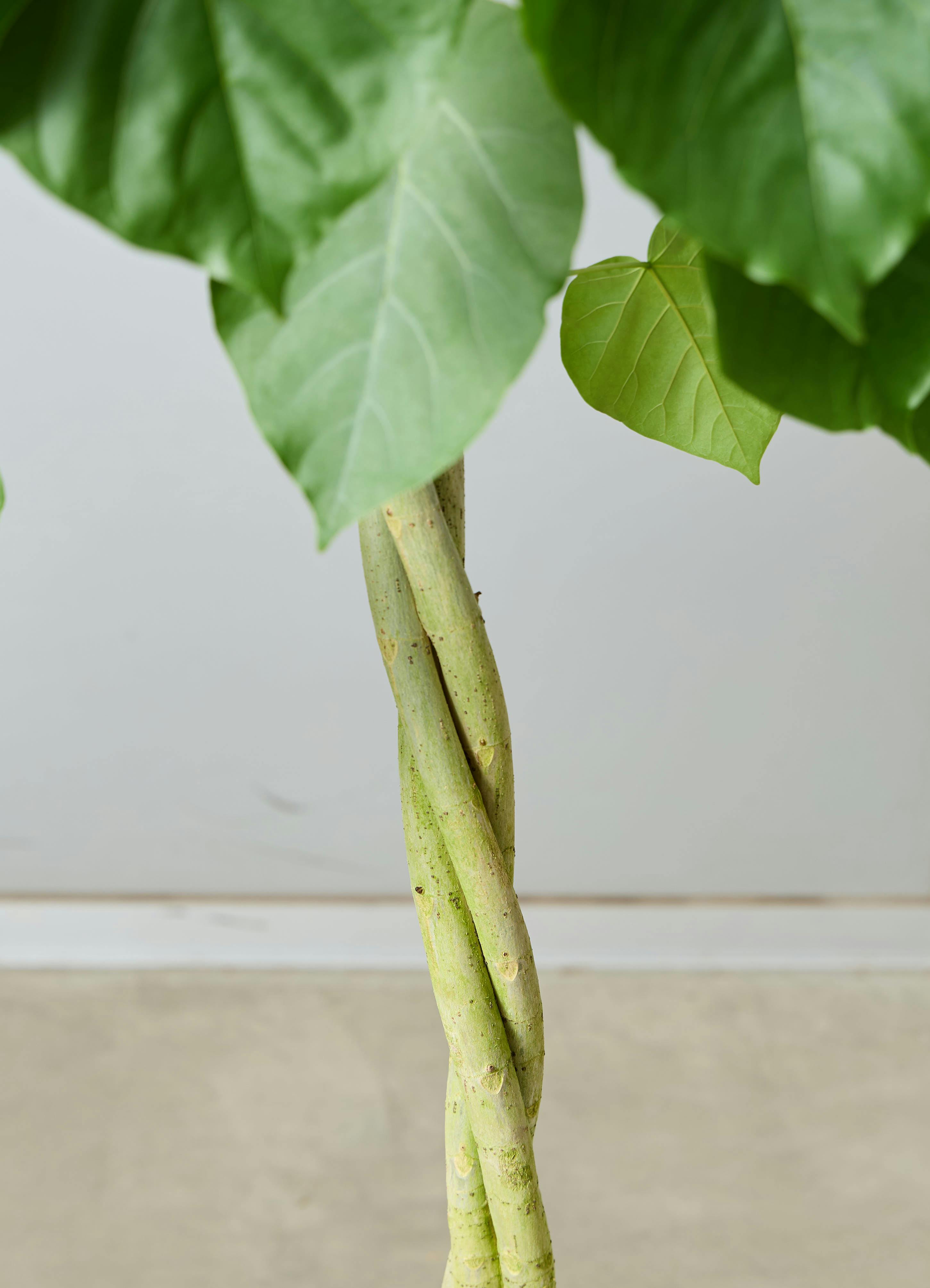 観葉植物 フィカス ウンベラータ 【190cm】 10号 ねじり #72655 ※1都3