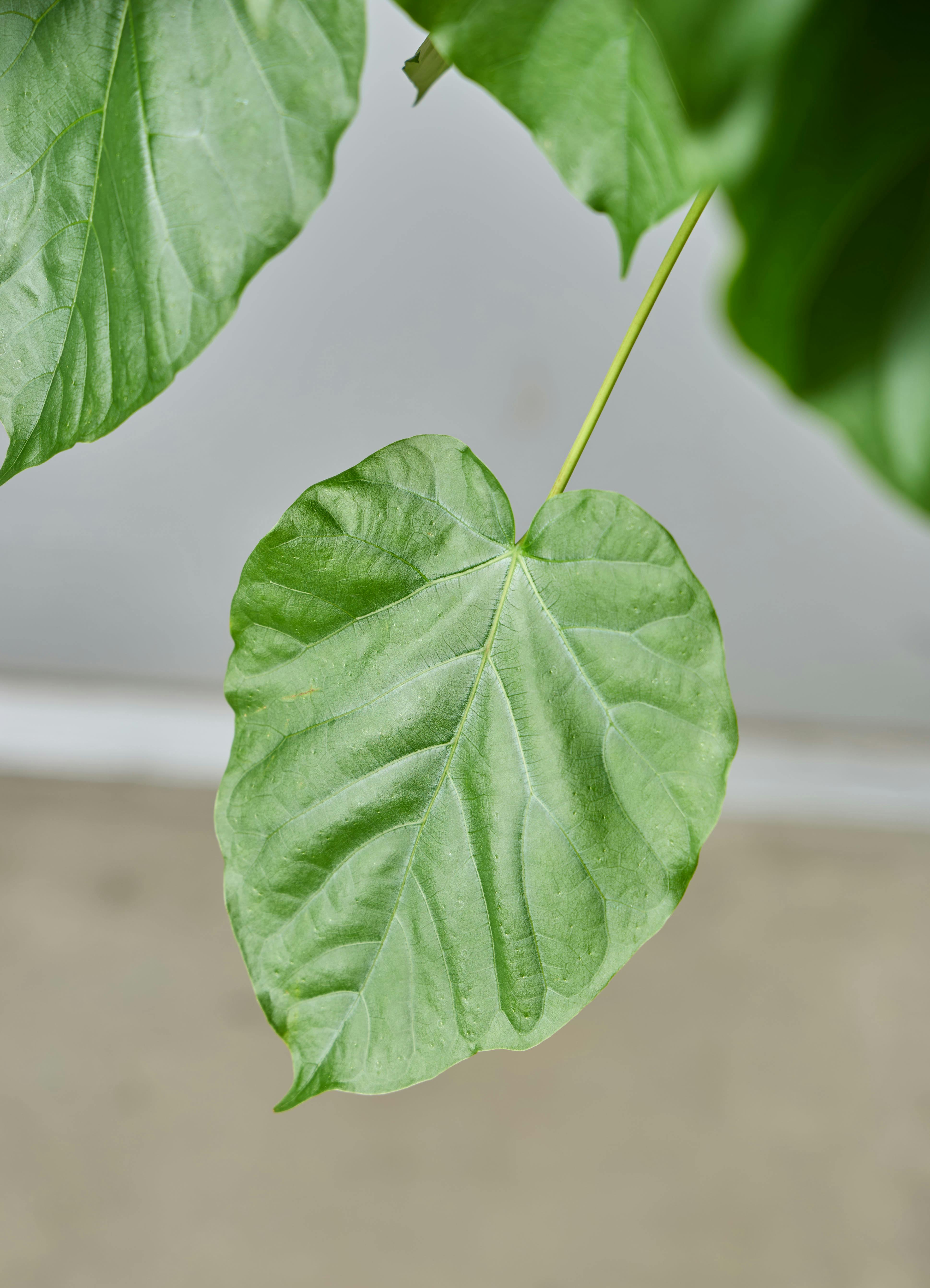 観葉植物 フィカス ウンベラータ 【190cm】 10号 ねじり #72655 ※1都3 