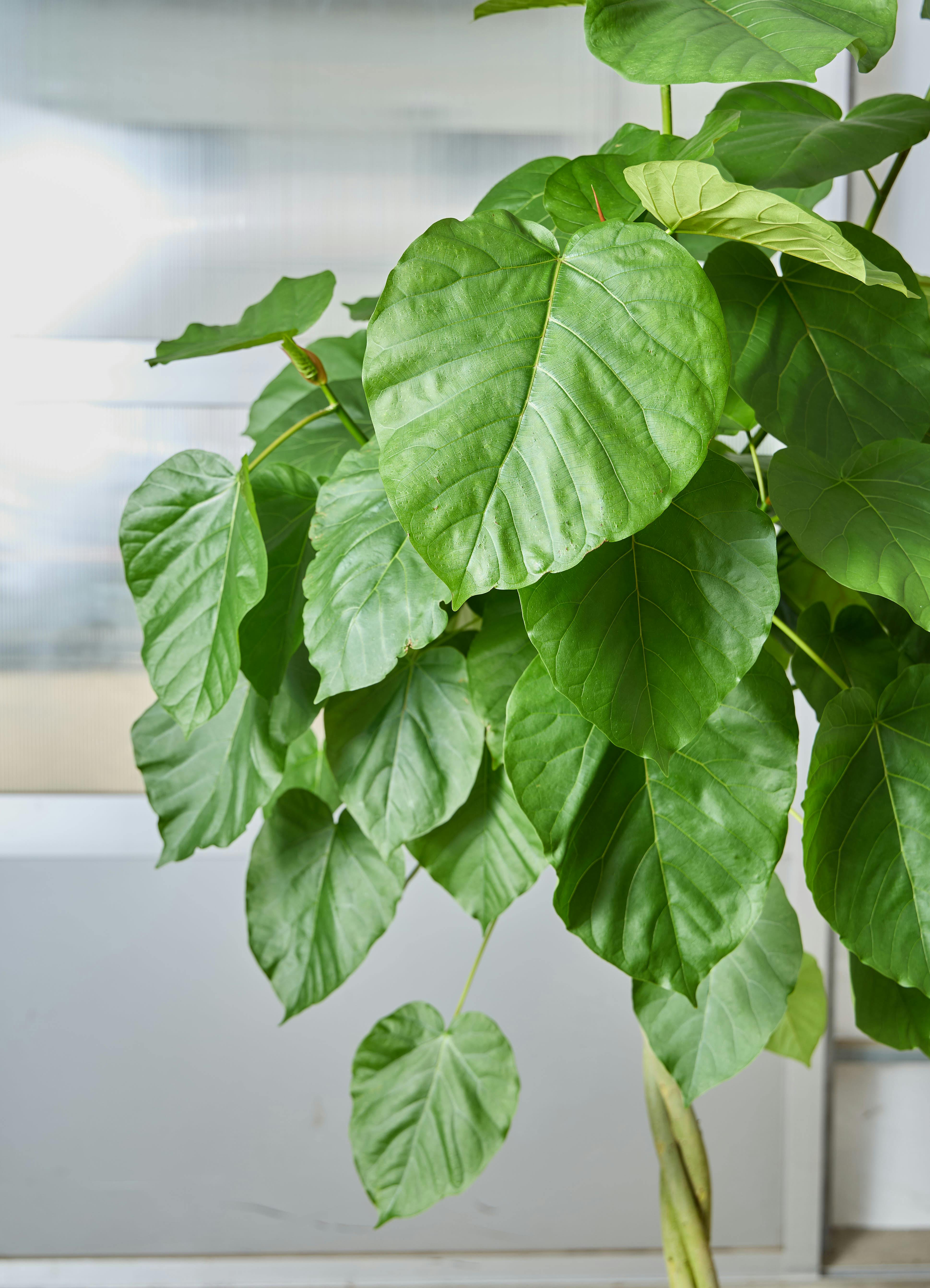 観葉植物 フィカス ウンベラータ 【190cm】 10号 ねじり #72655 ※1都3