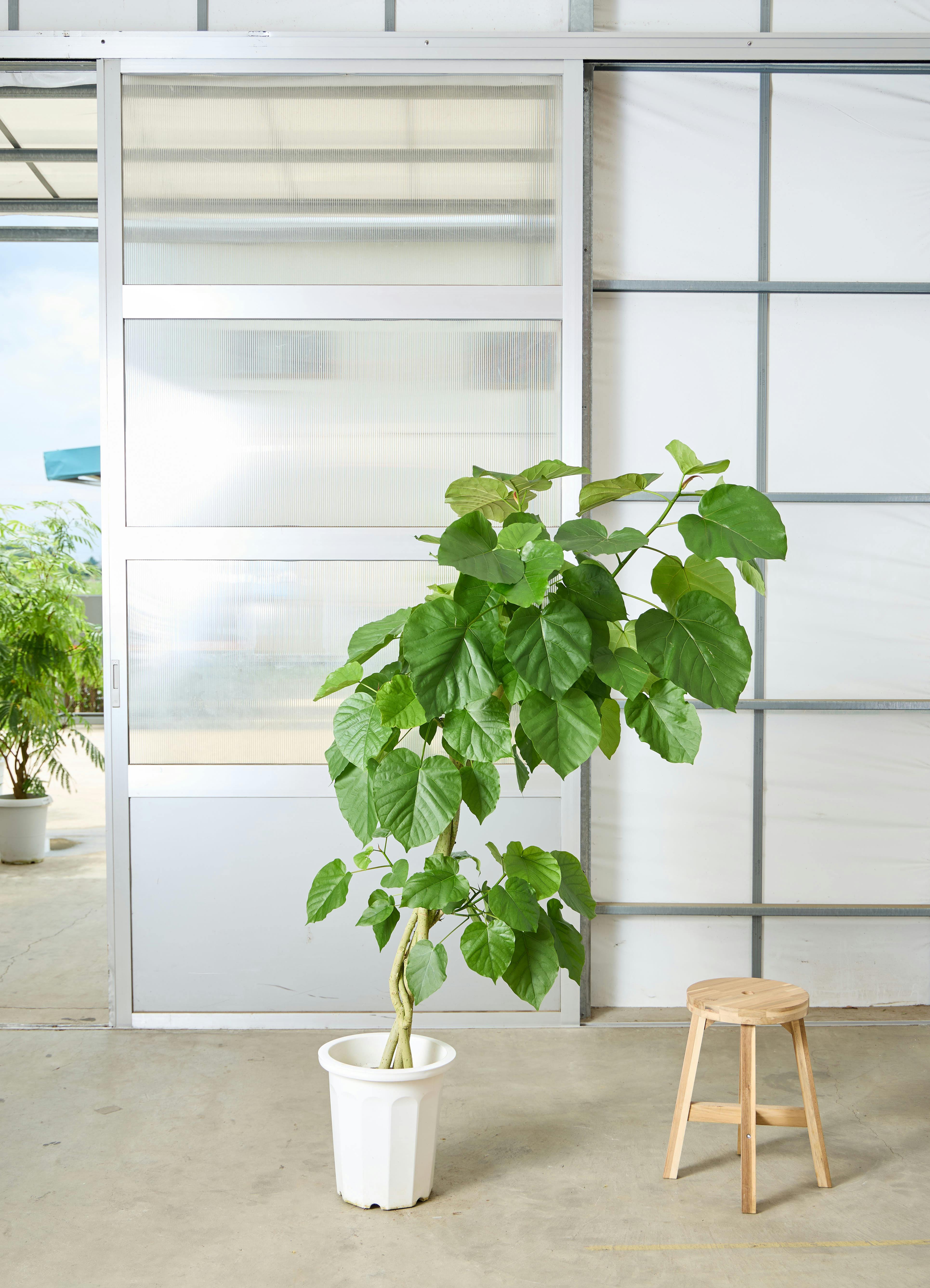 観葉植物 フィカス ウンベラータ 風水 | HitoHana（ひとはな）