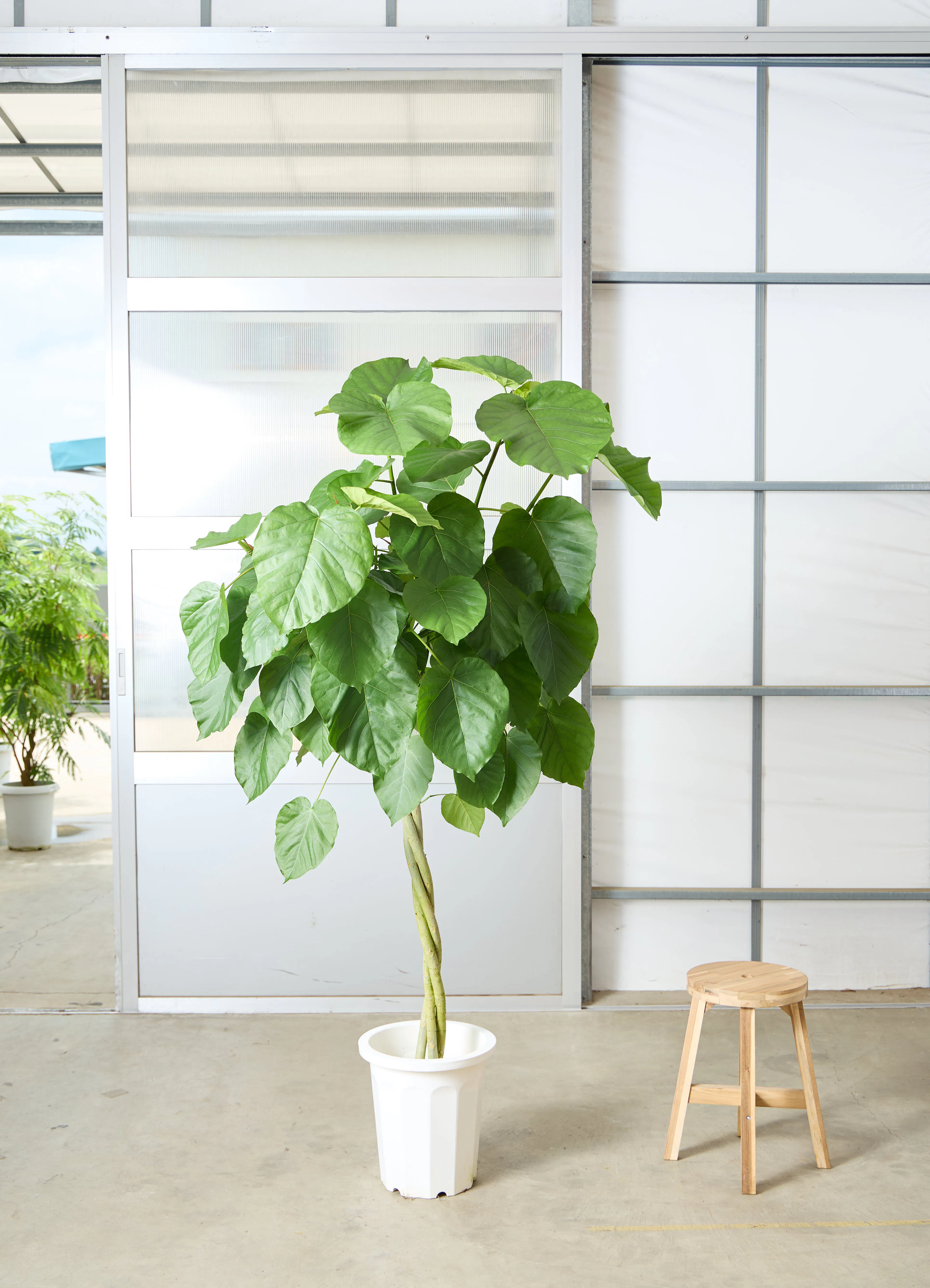 観葉 植物 激安 アウトレット