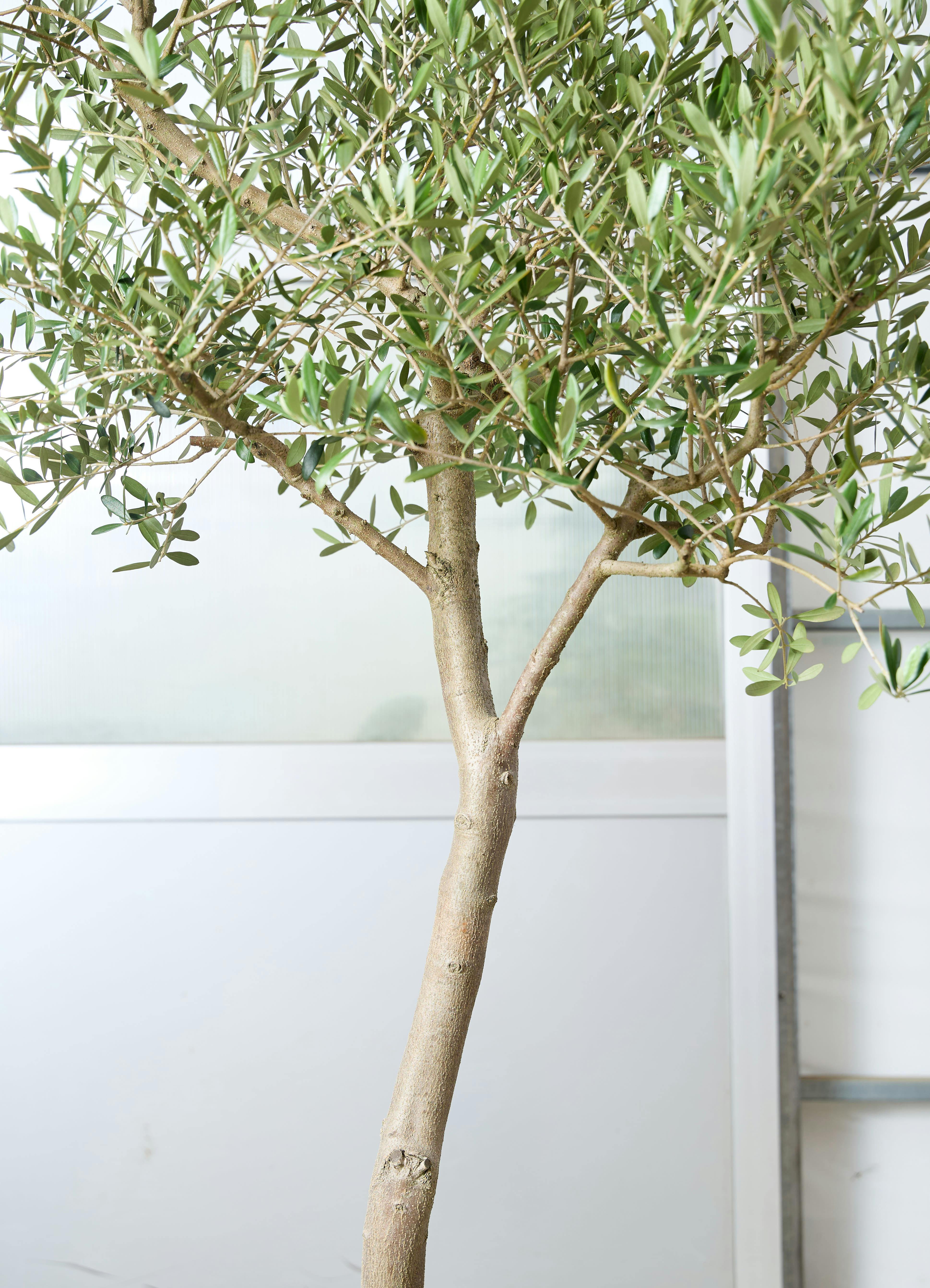 観葉植物 オリーブの木 【185cm】 12号 ネバディラブランコ #72648 ※1