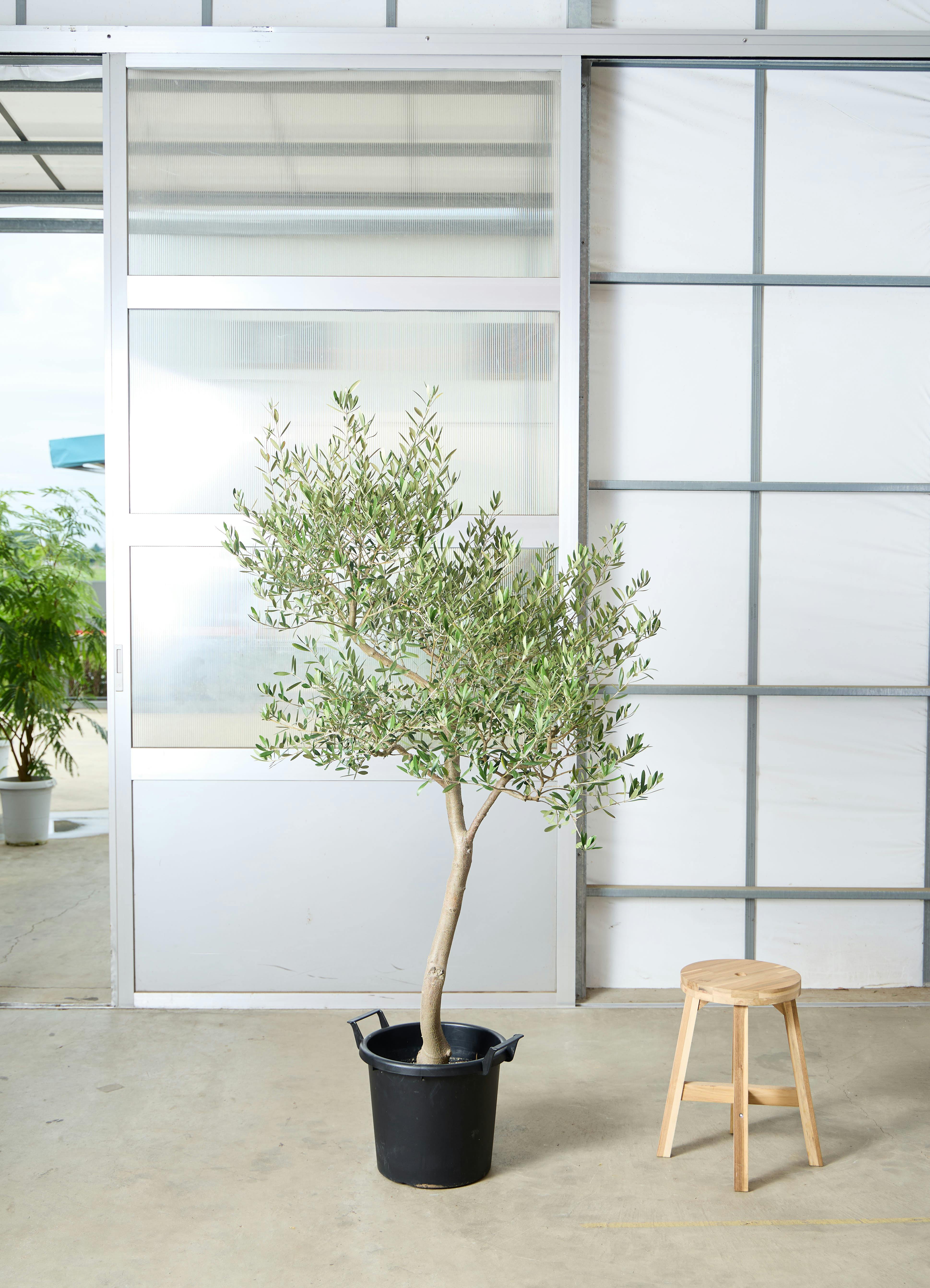 オリーブの木 1点もの（現品・現物） | 観葉植物通販HitoHana(ひとはな)