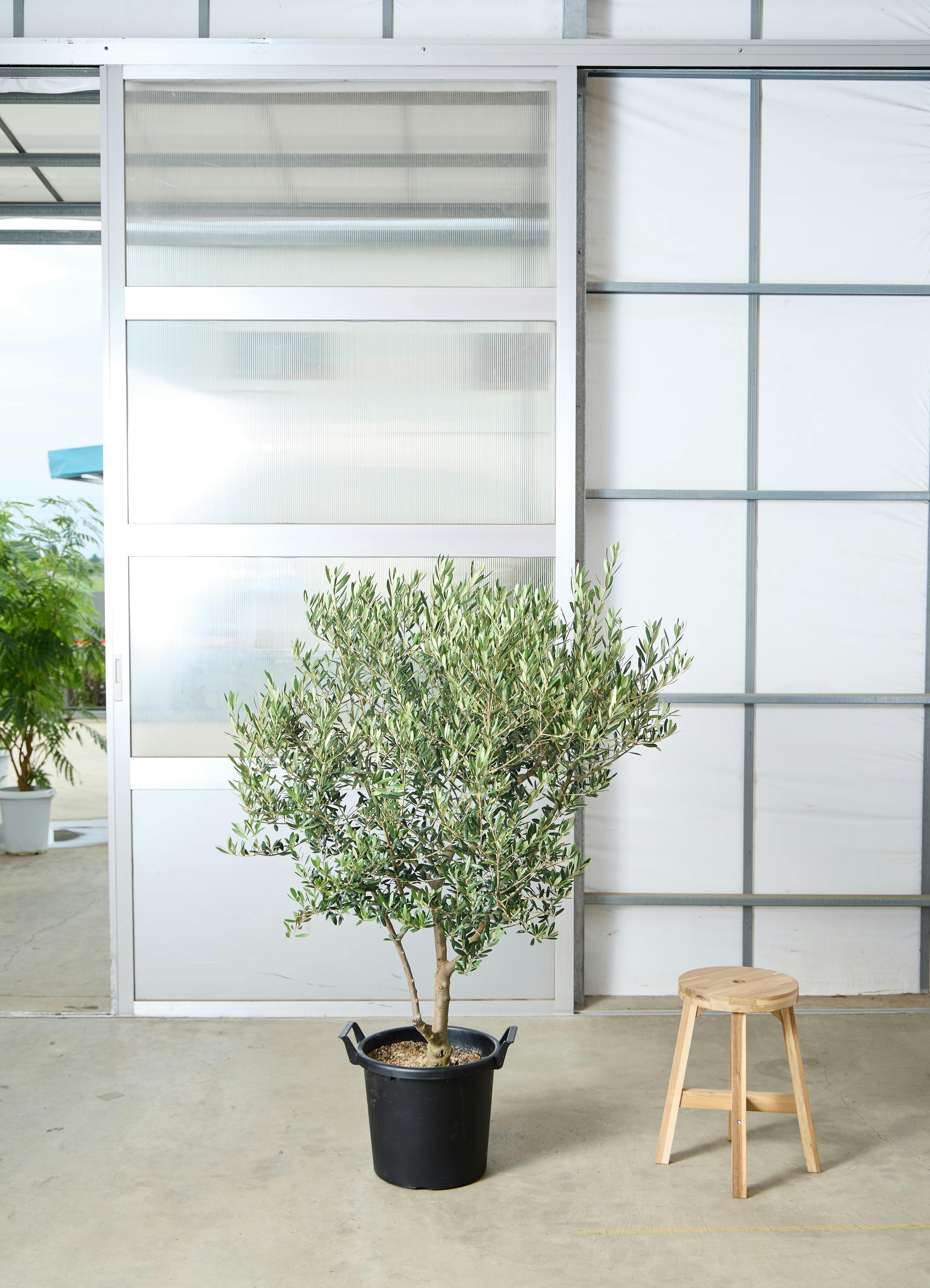 オリーブの木 1点もの（現品・現物） | 観葉植物通販HitoHana(ひとはな)