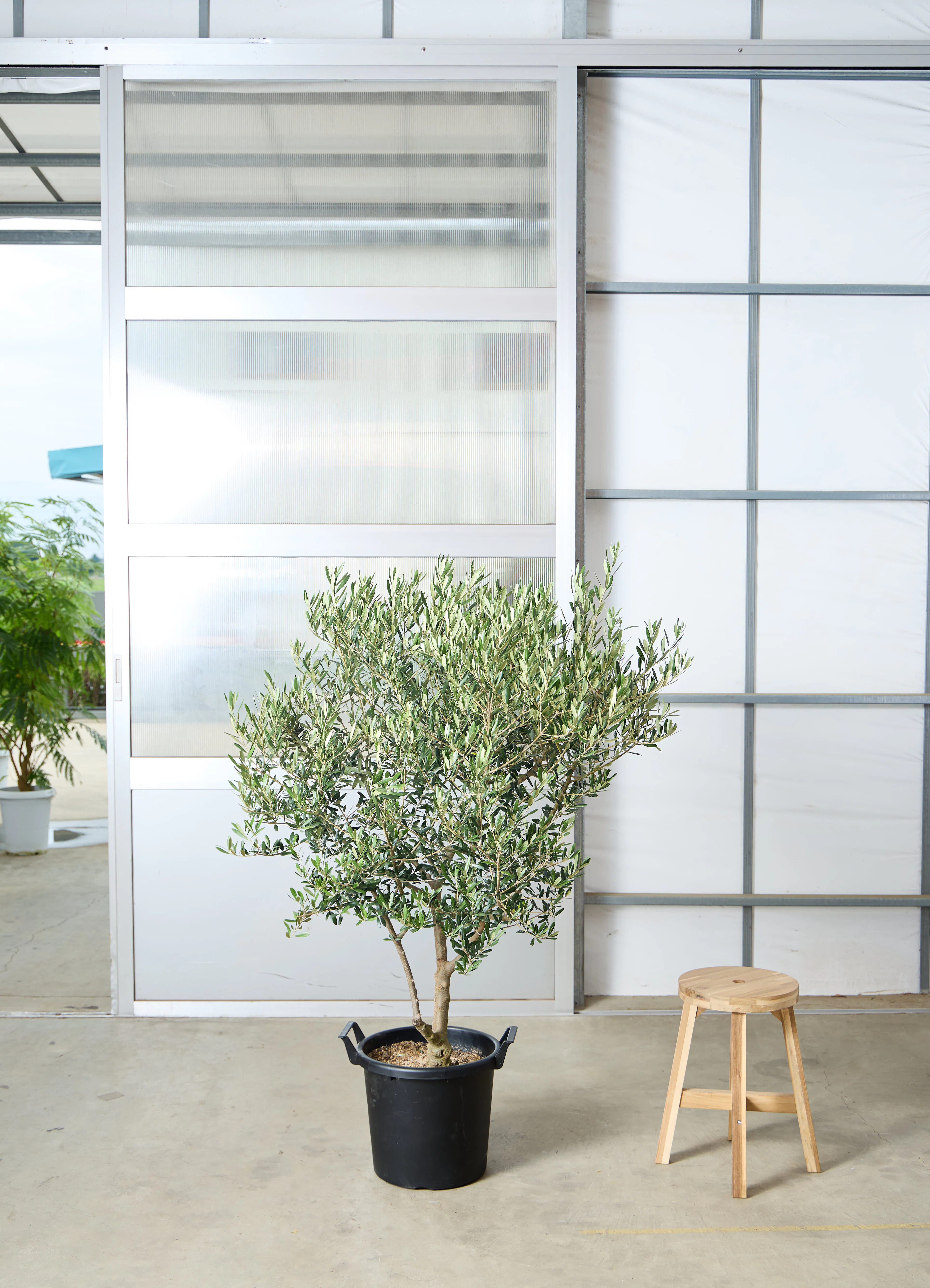 オリーブの木 1点もの（現品・現物） | 観葉植物通販HitoHana(ひとはな)