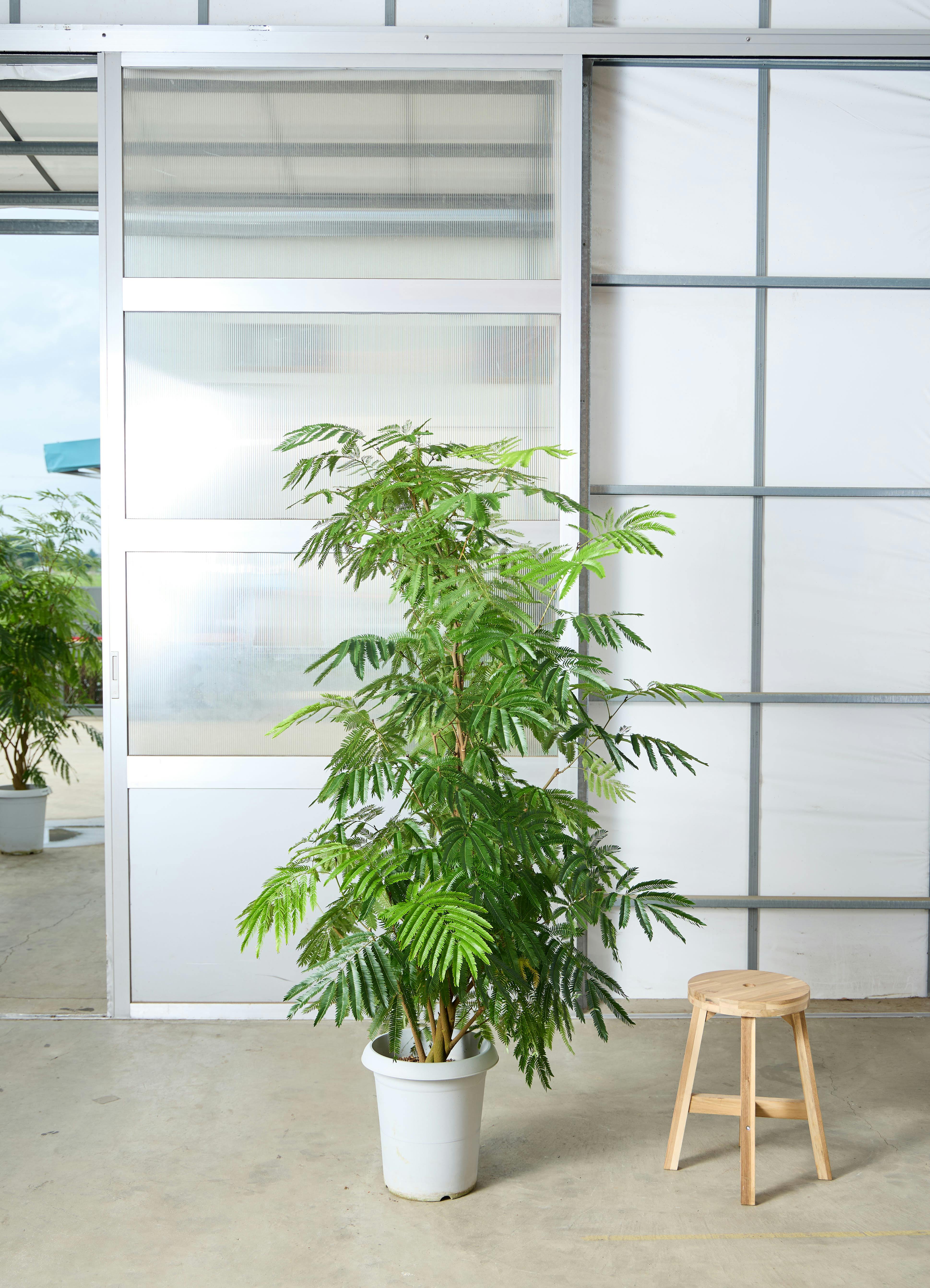 エバーフレッシュ B 観葉植物 おしゃれ 美品 エバーフレッシュ 1点もの（現品・現物） | 観葉植物 | 送料無料でお
