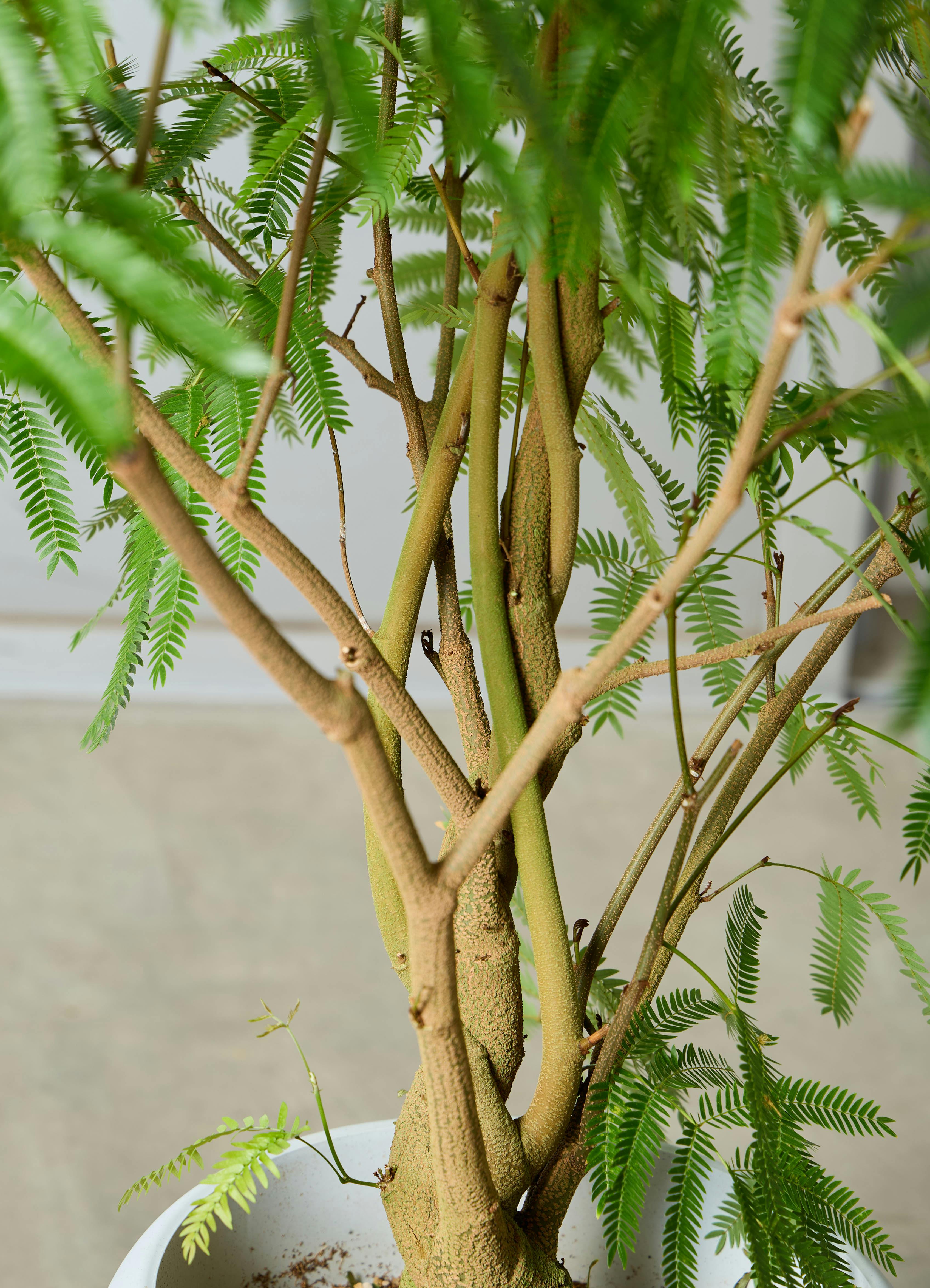 観葉植物 エバーフレッシュ 【190cm】 10号 ねじり #72652 ※1都3県配送