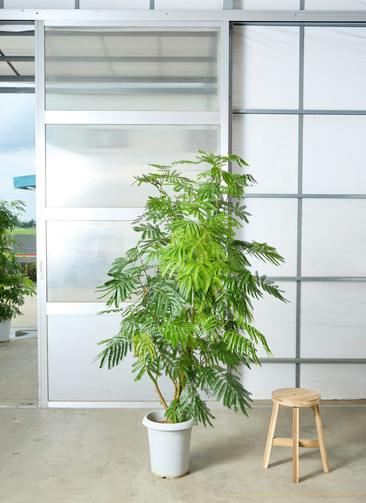 観葉植物 エバーフレッシュ 10号 ボサ造り プラスチック鉢 | 観葉植物