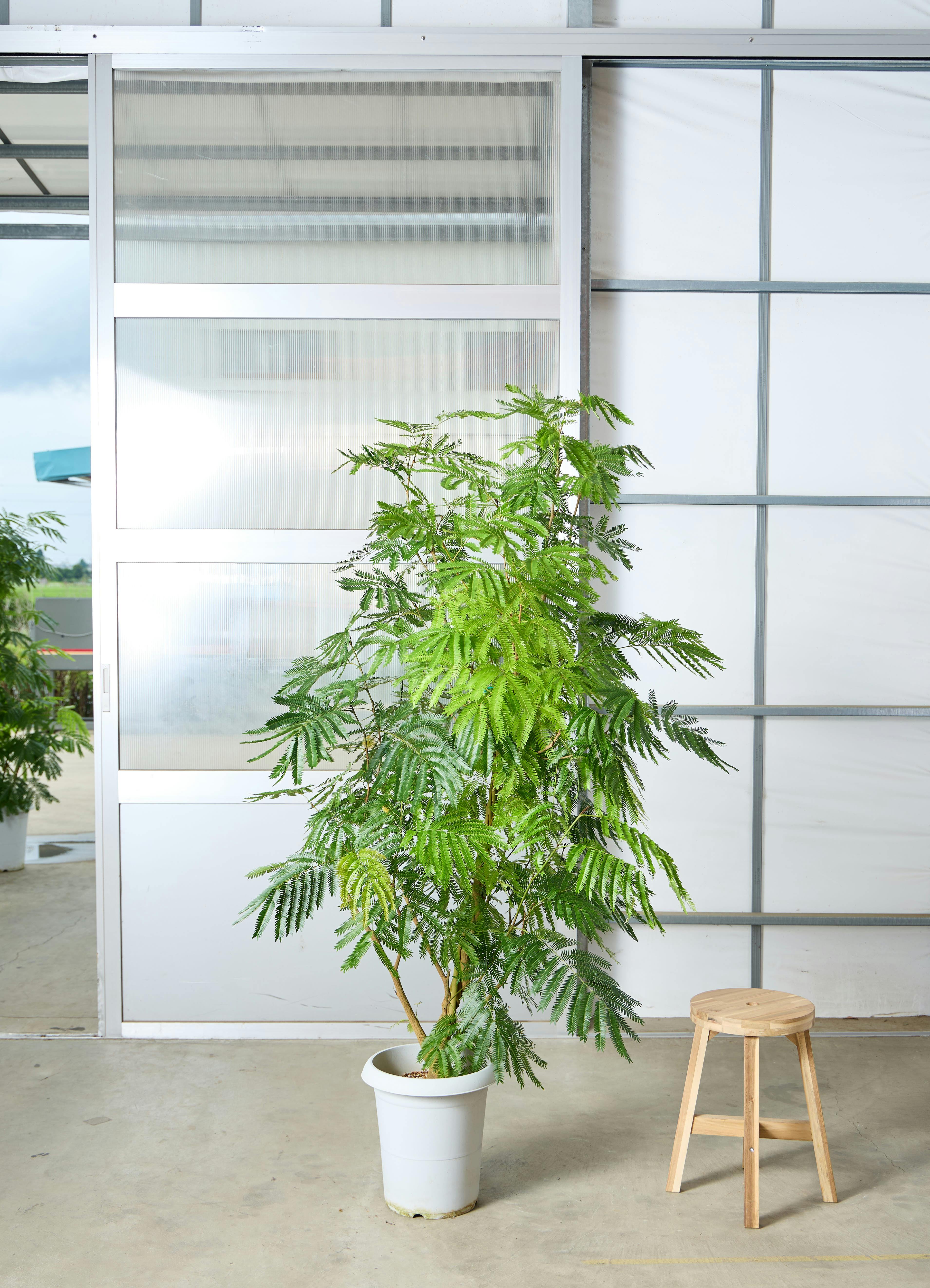 観葉植物 エバーフレッシュ 風水 | HitoHana（ひとはな）