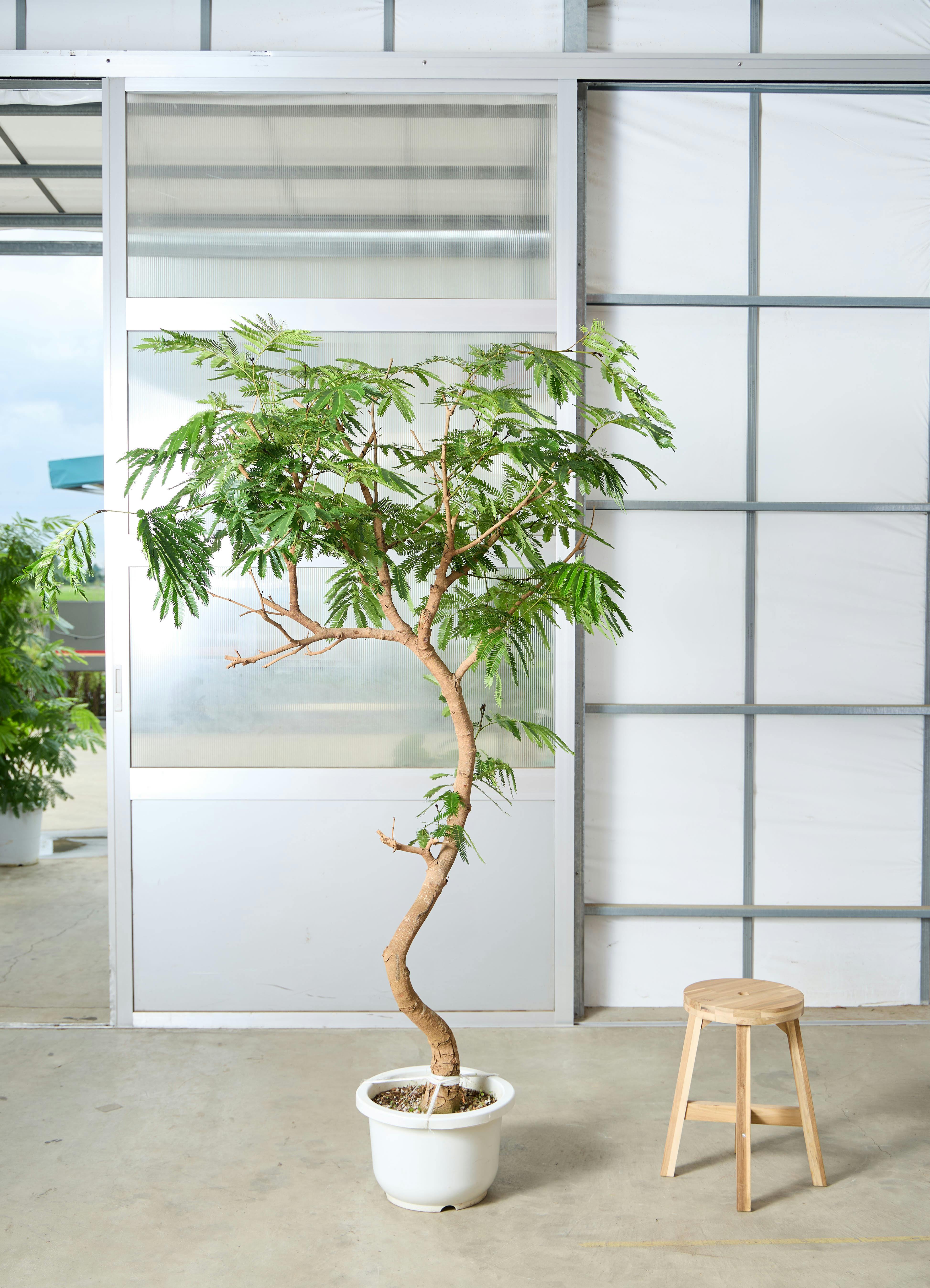エバーフレッシュ 1点もの（現品・現物） | 観葉植物 | 送料無料でお