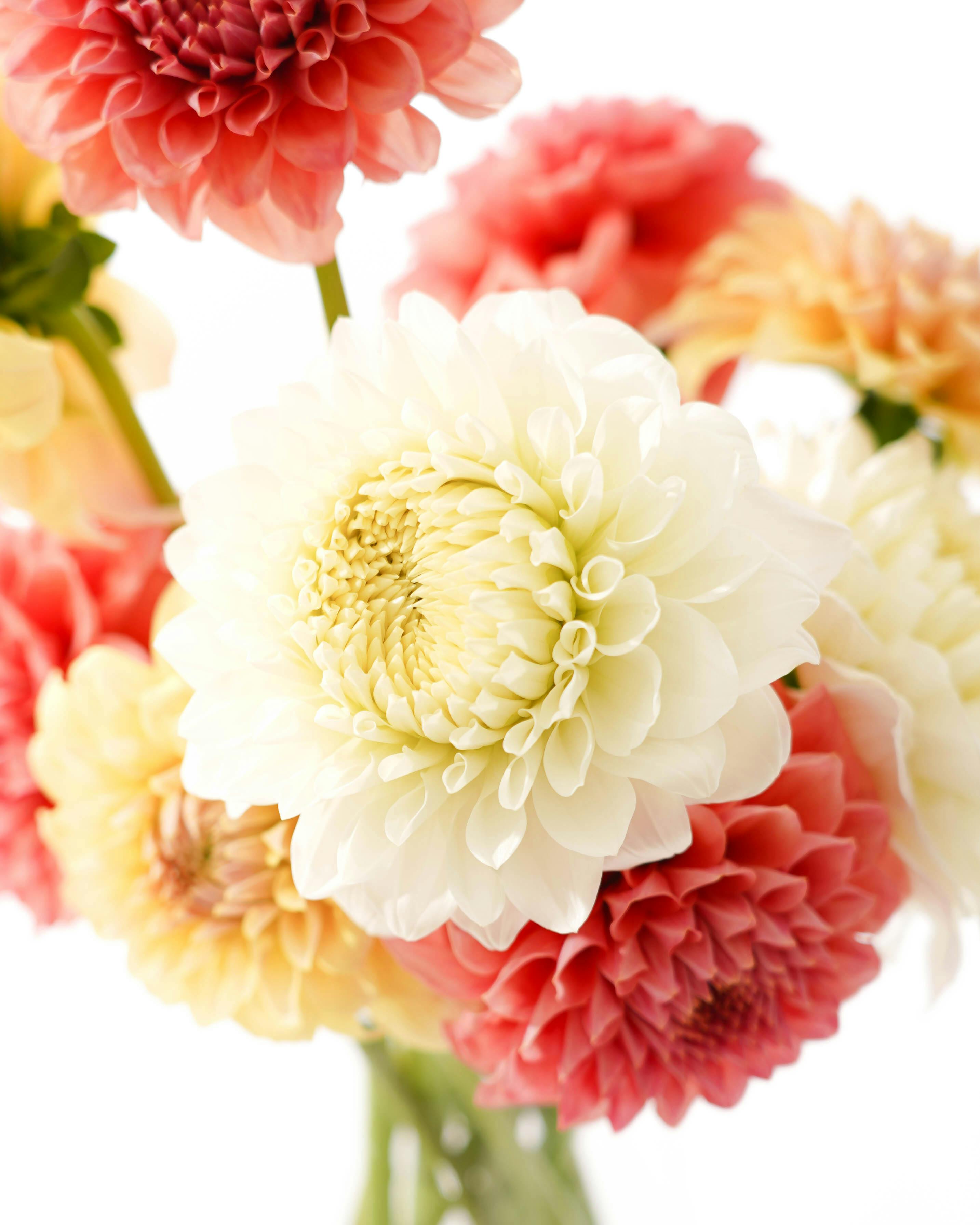 産地直送 ダリア 花束 ミックス（6本入り）／山形 THeFarmからお届け