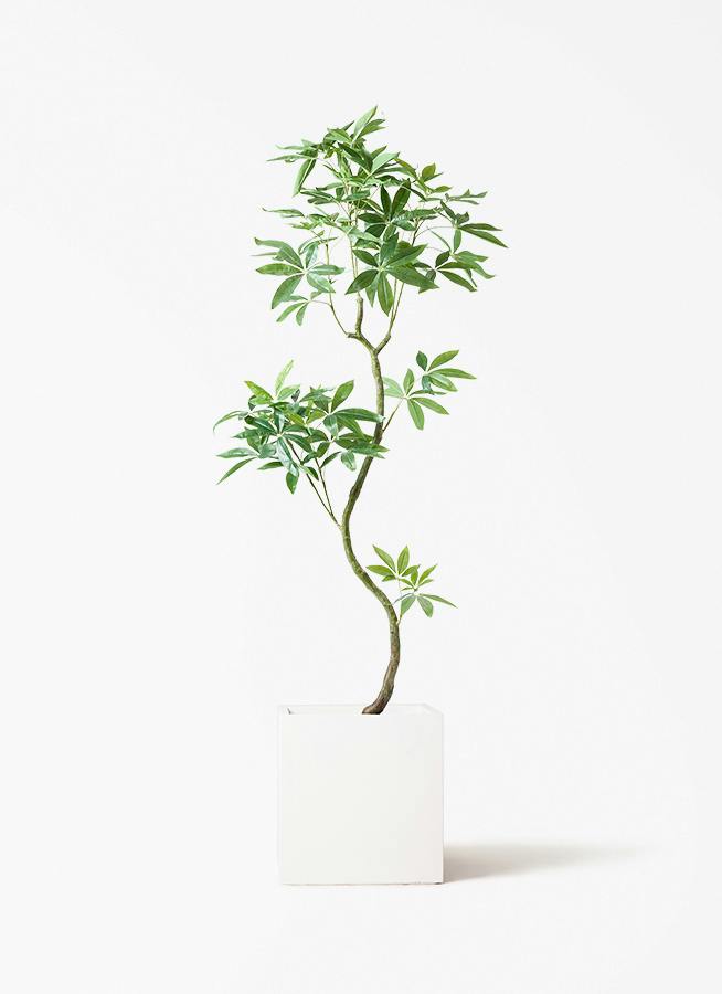 観葉植物【フェイクグリーン】パキラ 曲り 180cm バスク キューブ 付き