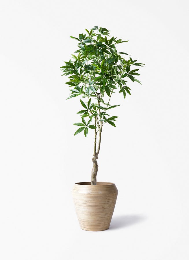 フェイクグリーン　パキラ 観葉植物【フェイクグリーン】パキラ 180cm アルマ ミドル 付き | 観葉