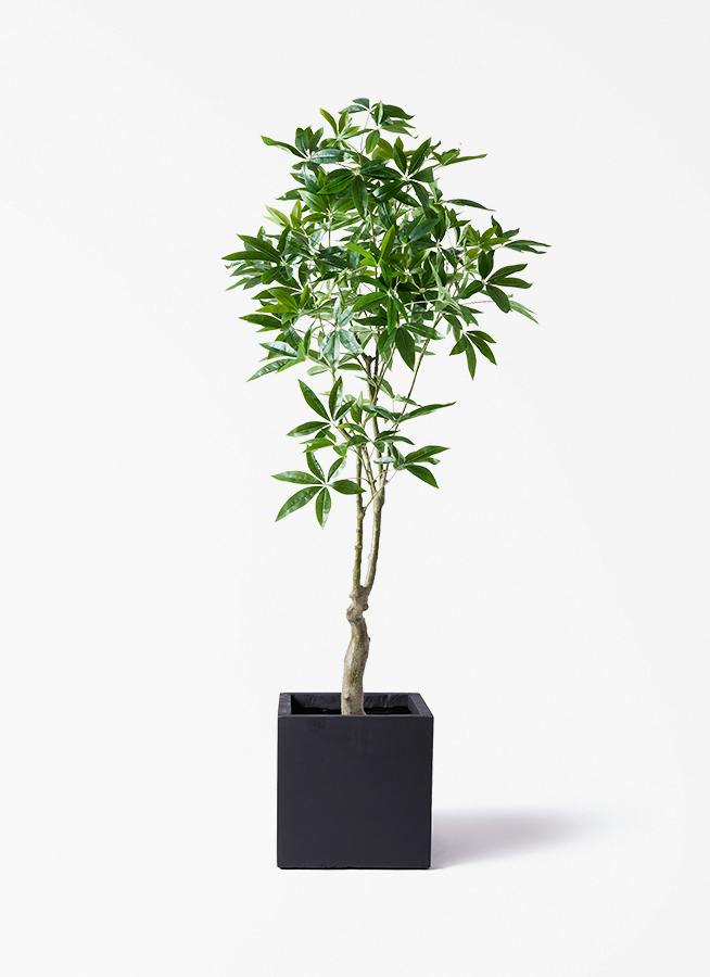 観葉植物【フェイクグリーン】パキラ 180cm ベータ キューブプランター