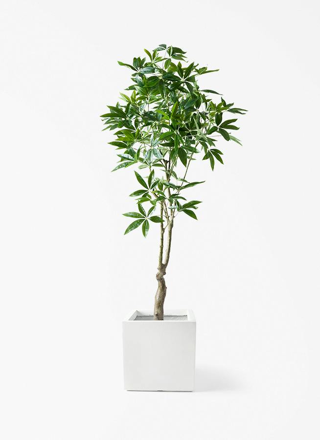 観葉植物【フェイクグリーン】パキラ 180cm ベータ キューブプランター