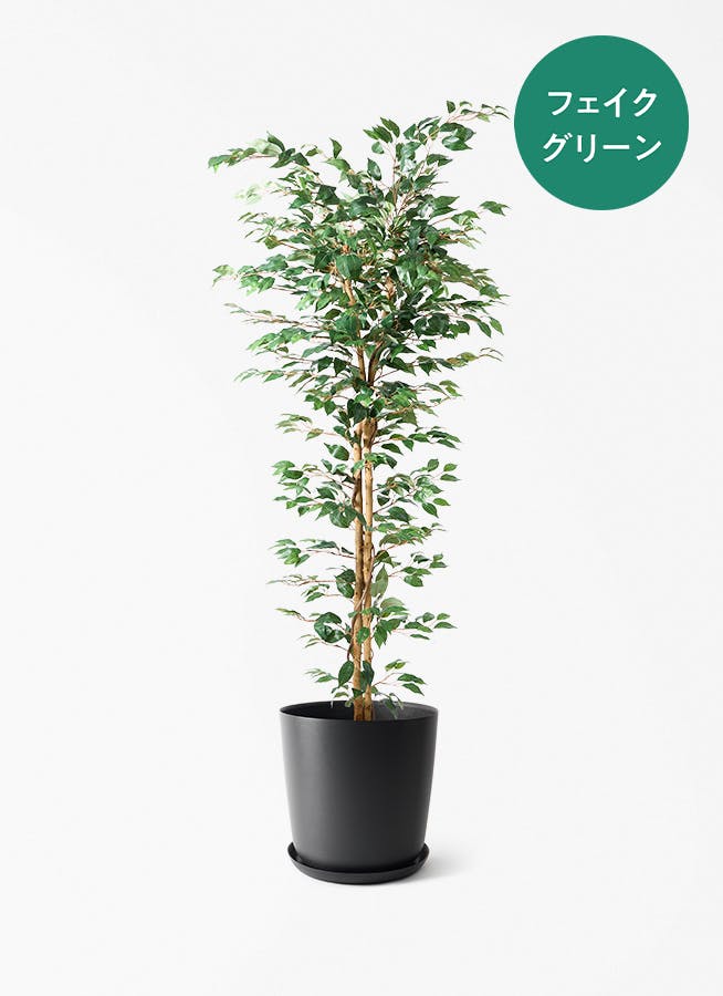 観葉植物 オリーブの木 10号 ピクアル エステリ ブラック 付き / 小倉