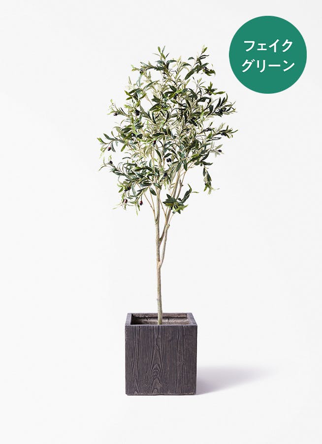 観葉植物 オリーブの木 8号 オヒブランカ ベータ キューブプランター