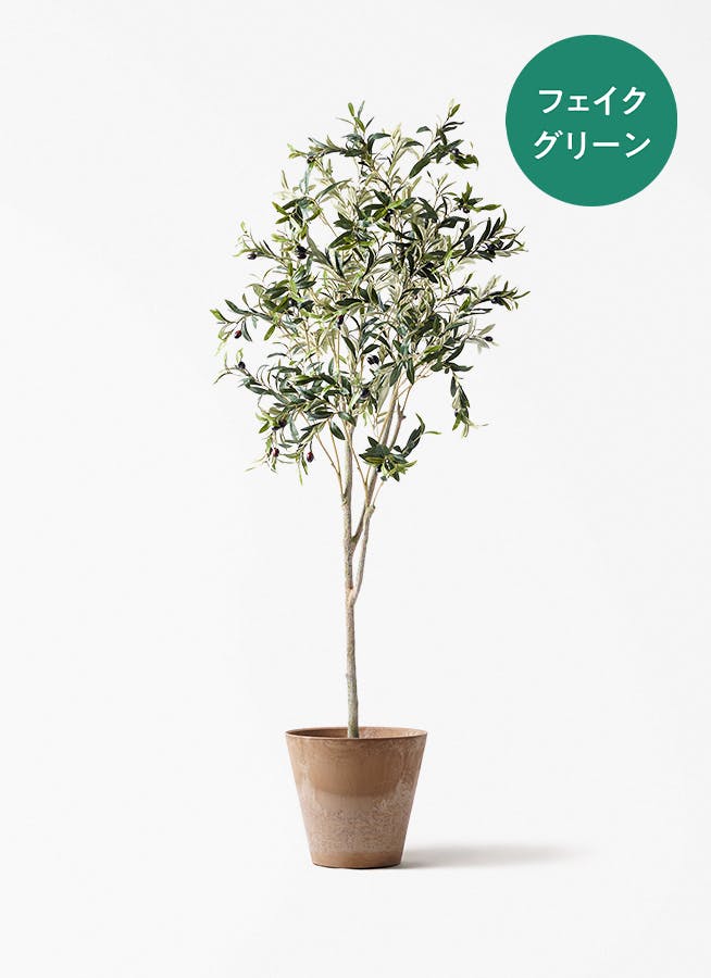 観葉植物 オリーブの木 8号 カヨンヌ アートストーン ラウンド