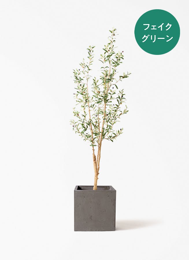 観葉植物 ガジュマル 8号 パンダ コンカー キューブ 灰 付き | 観葉