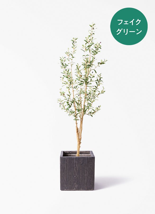 観葉植物 オリーブの木 8号 カヨンヌ ベータ キューブプランター