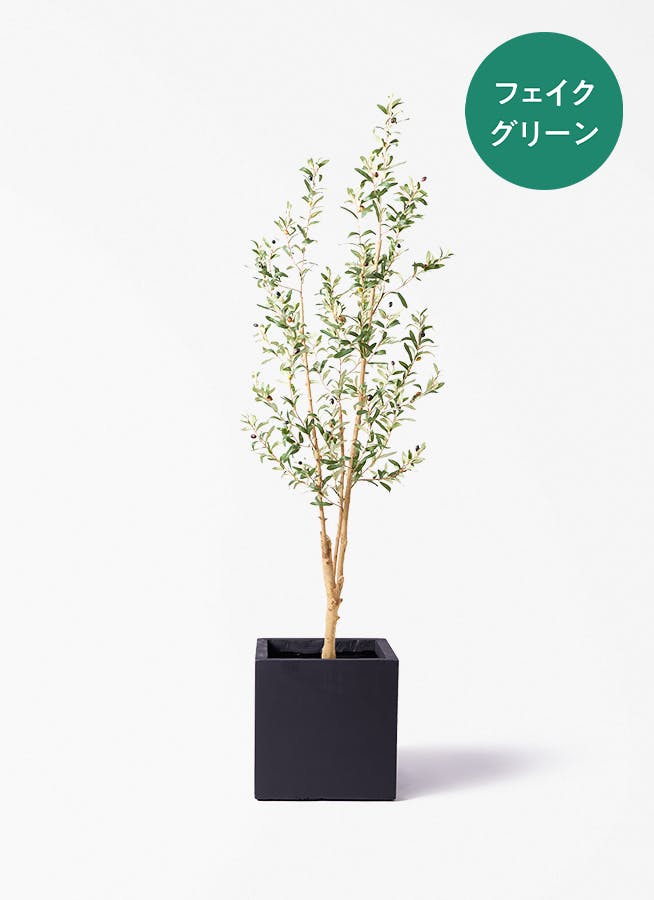 観葉植物 ガジュマル 8号 8の字 ベータ キューブプランター 黒 付き
