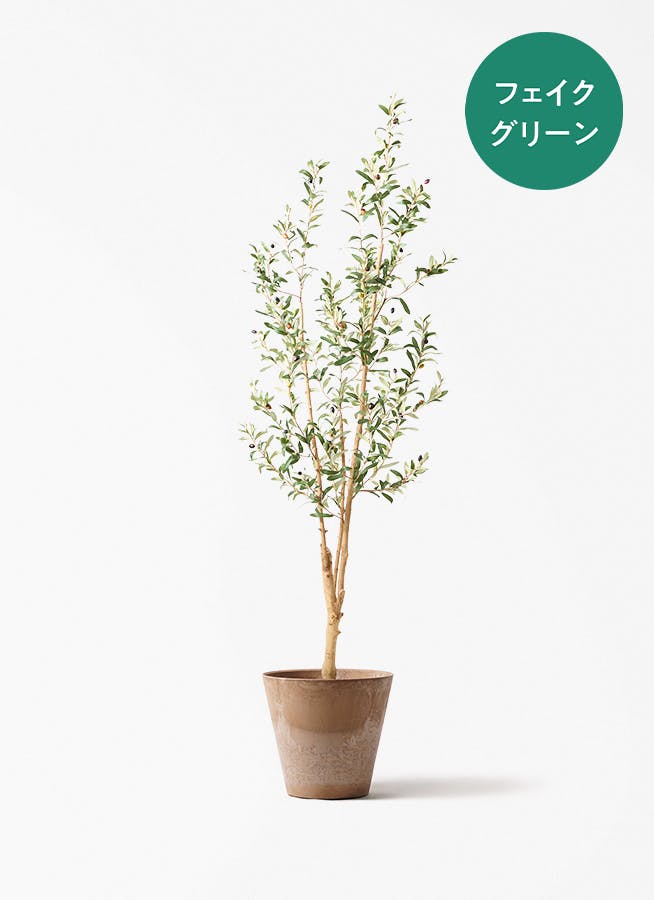 観葉植物 オリーブの木 8号 カヨンヌ アートストーン ラウンド