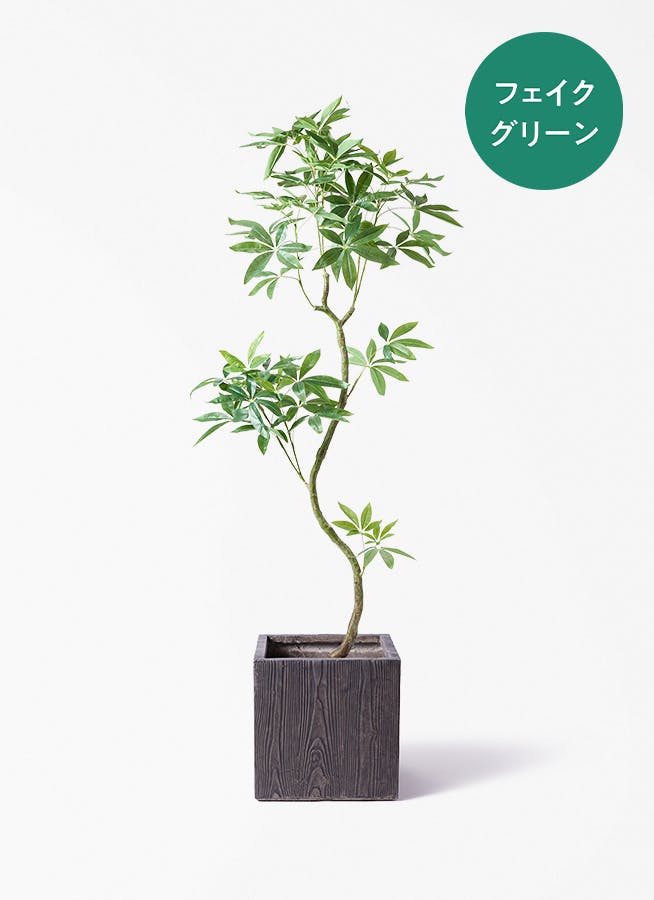 観葉植物 オリーブの木 8号 オヒブランカ ベータ キューブプランター