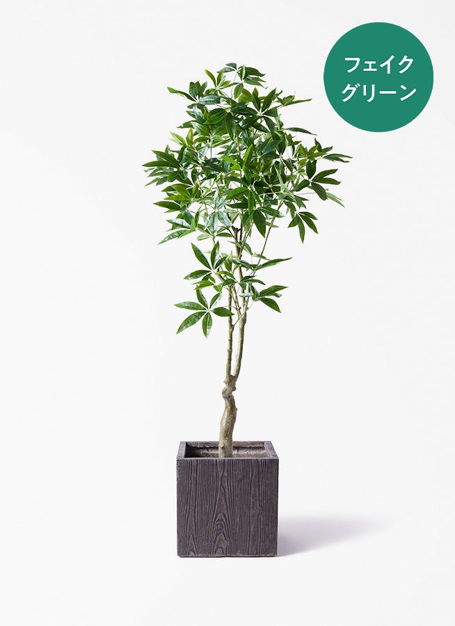 観葉植物 ガジュマル 8号 パンダ ベータ キューブプランター ウッド 茶