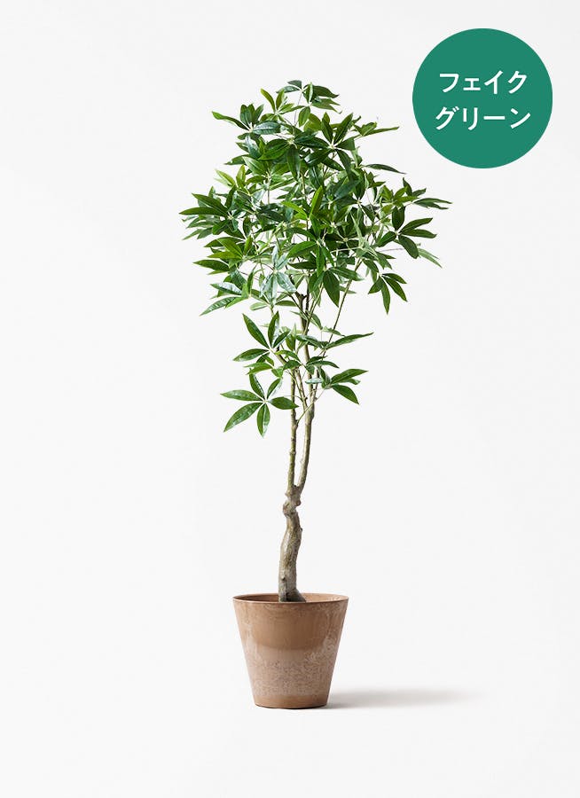 観葉植物 オリーブの木 8号 カヨンヌ アートストーン ラウンド