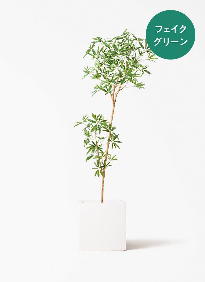 観葉植物 アマゾンオリーブ (ムラサキフトモモ) 8号 バスク キューブ