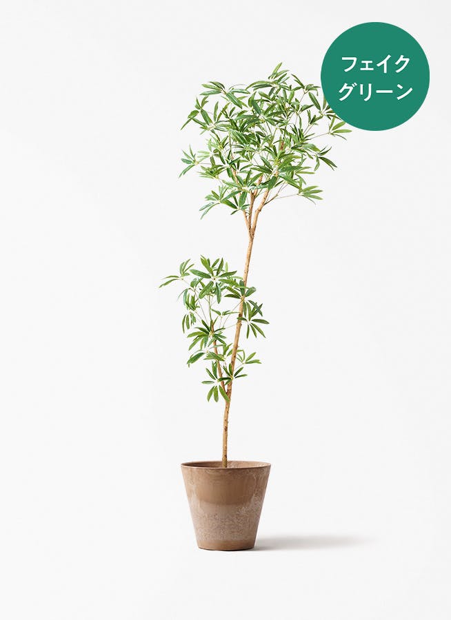 フェイクグリーン　大型 フェイクグリーン 大型（180cm～） | 通販専門店 HitoHana（ひとはな）
