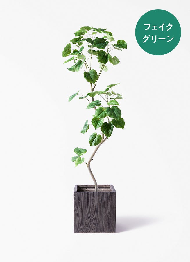 観葉植物 オリーブの木 8号 オヒブランカ ベータ キューブプランター