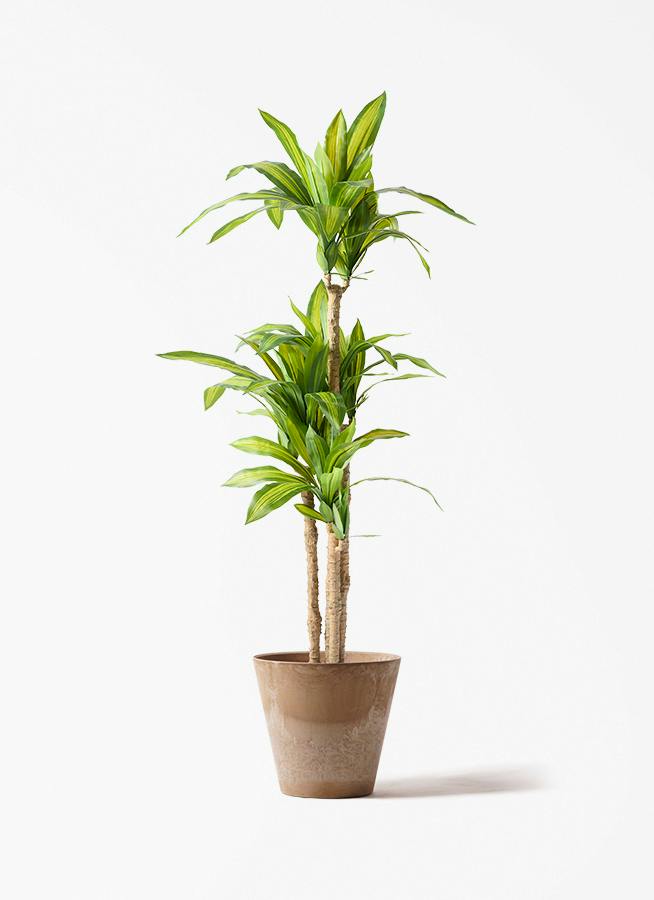 人工観葉植物 ドラセナ フェイクグリーン 150cm 観葉植物 【フェイクグリーン】 ドラセナ 幸福の木 150cm アート