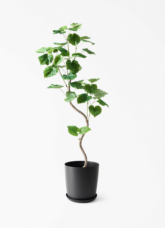 観葉植物【フェイクグリーン】ウンベラータ 曲り 150cm エステリ