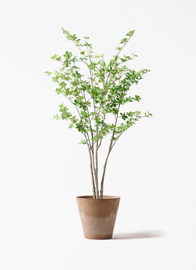 観葉植物【フェイクグリーン】ドウダンツツジ 155cm アートストーン
