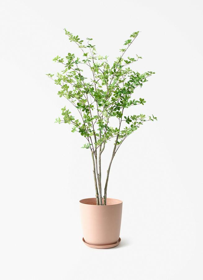 観葉植物【フェイクグリーン】ドウダンツツジ 155cm エステリ ピンク